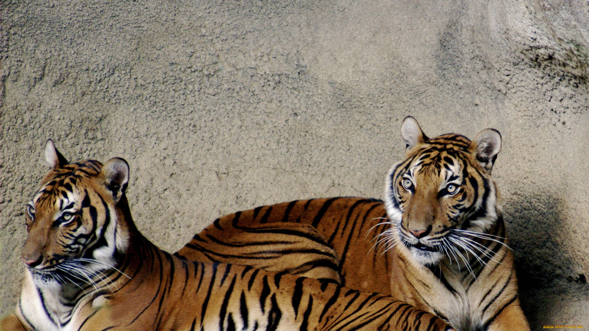 животные, тигры, стена, пара