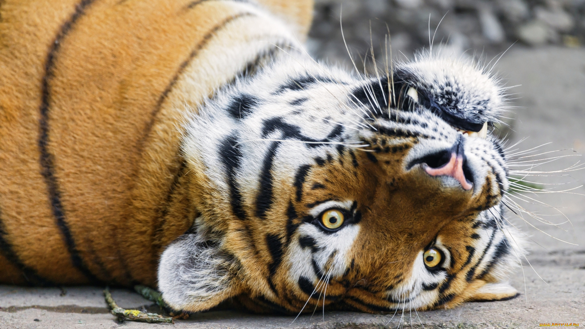 животные, тигры, зверь, голова, тигр