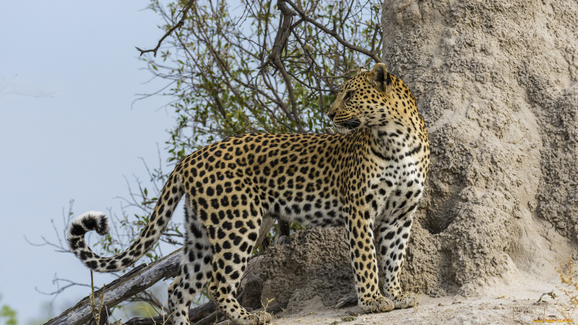 животные, Ягуары, хищник