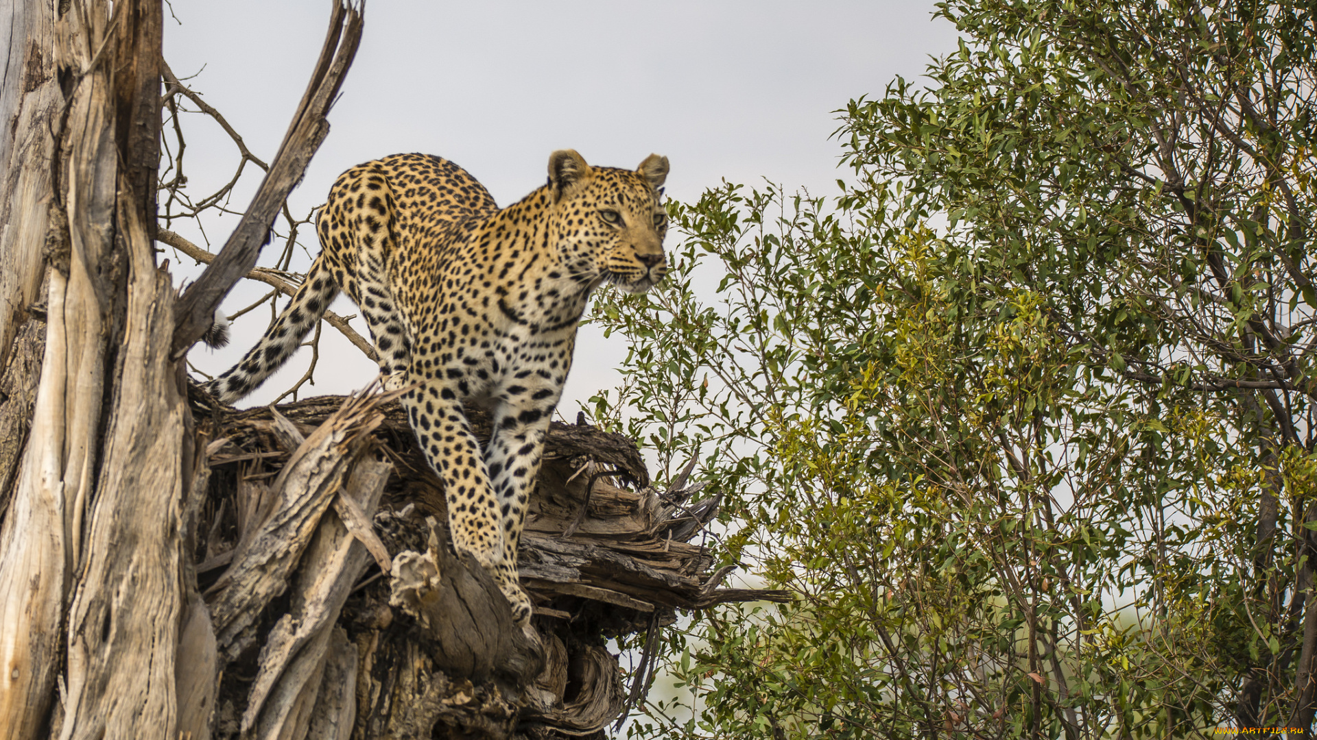 животные, Ягуары, хищник