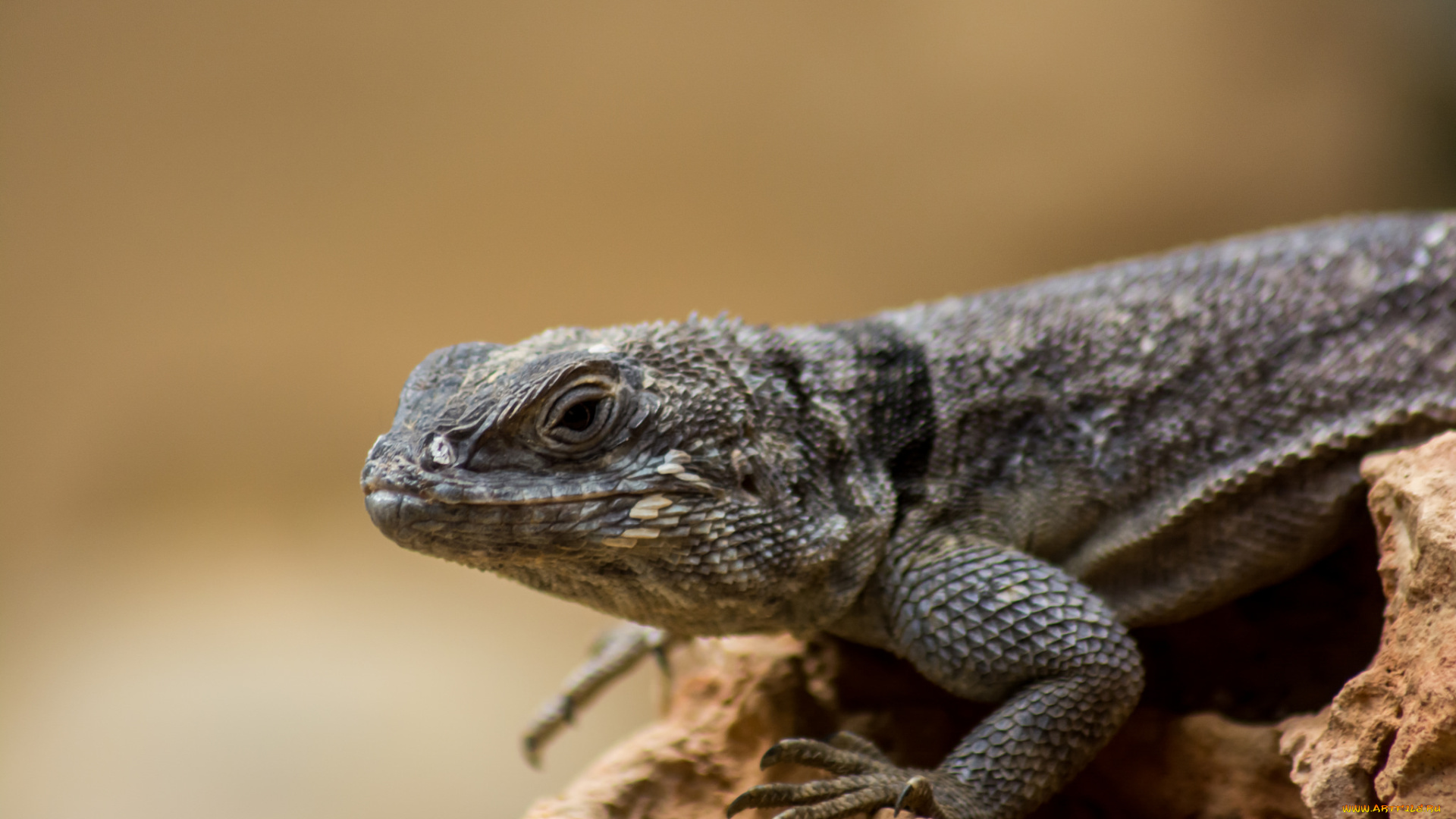 животные, Ящерицы, , игуаны, , вараны, фон, макро, лист, ящерица