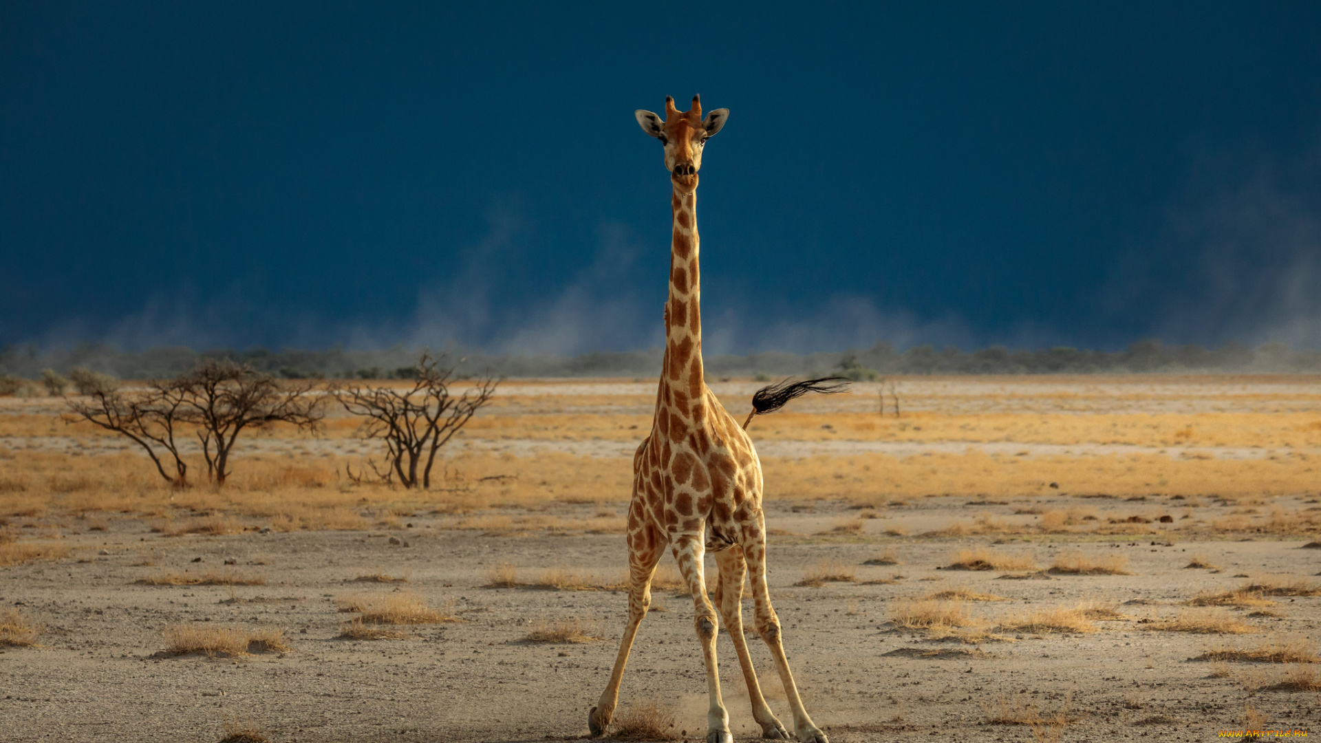 животные, жирафы, саванна