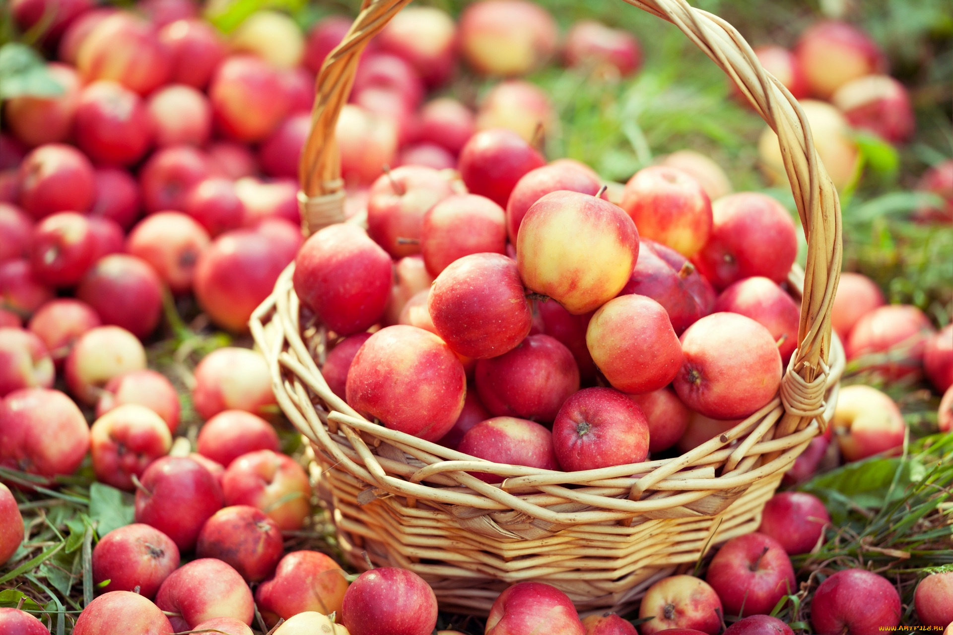 еда, Яблоки, корзина