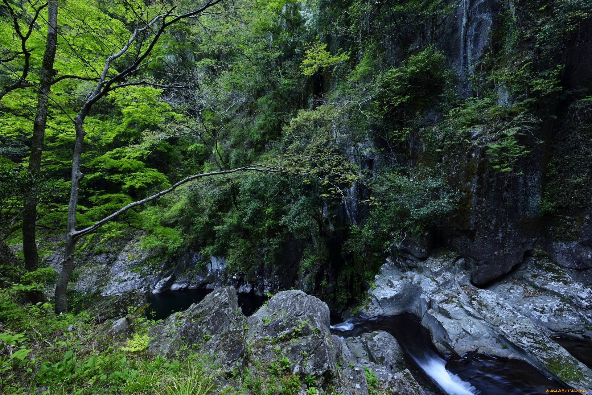 природа, пейзажи, деревья, камни