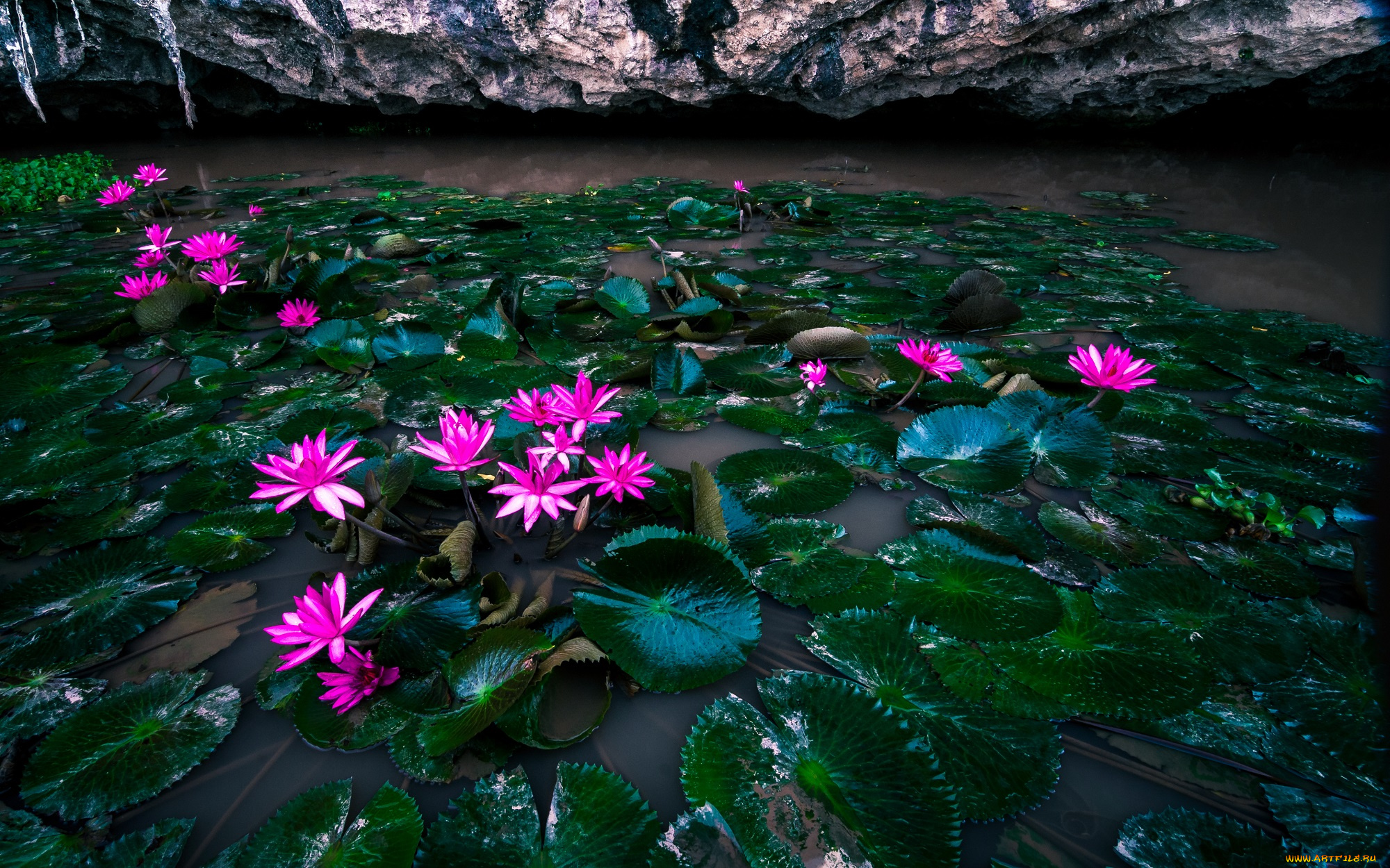 цветы, лилии, водяные, , нимфеи, , кувшинки, вода, листья, водяные, лилии