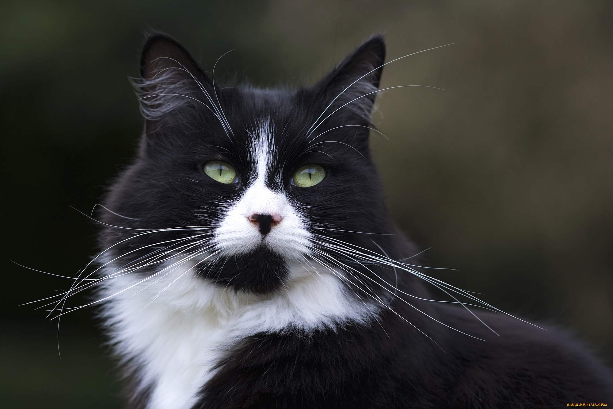 животные, коты, киса