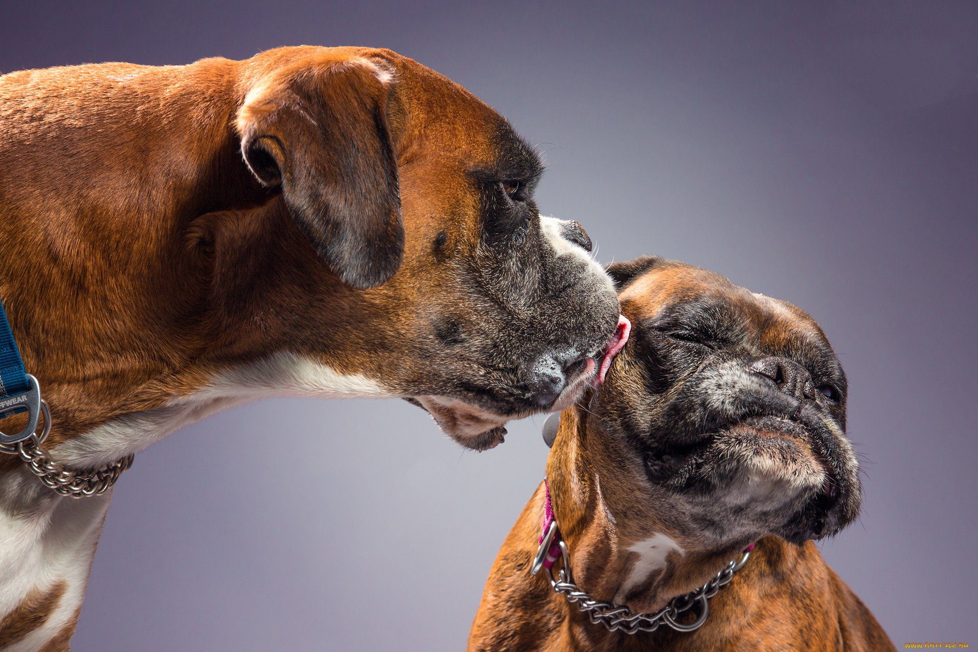животные, собаки, песик