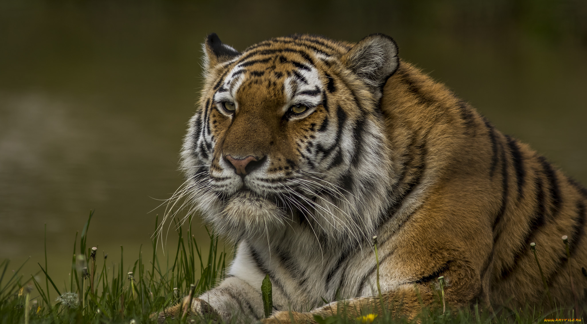 животные, тигры, хищник