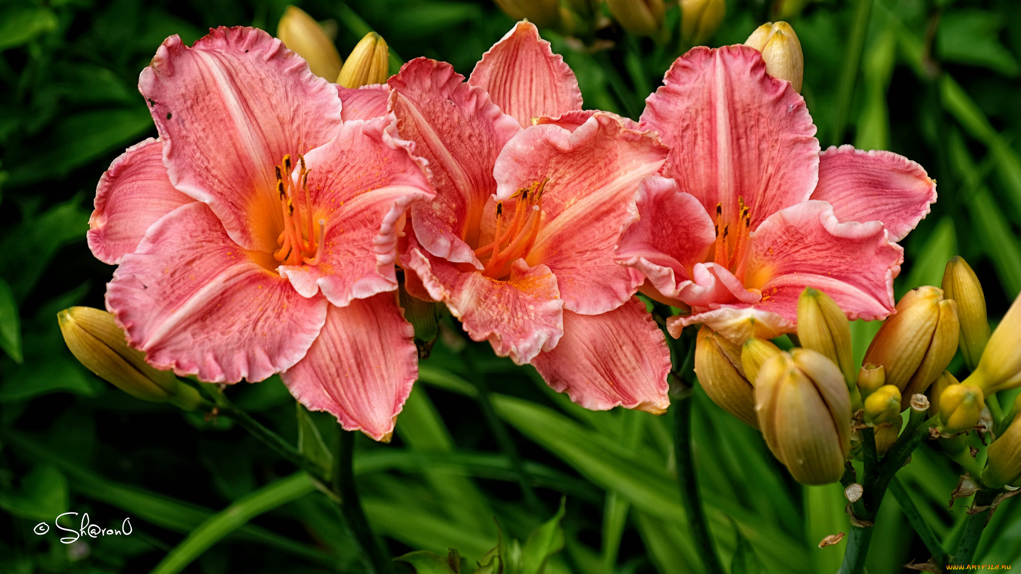 цветы, лилии, , лилейники, цветение, бутоны, лилия