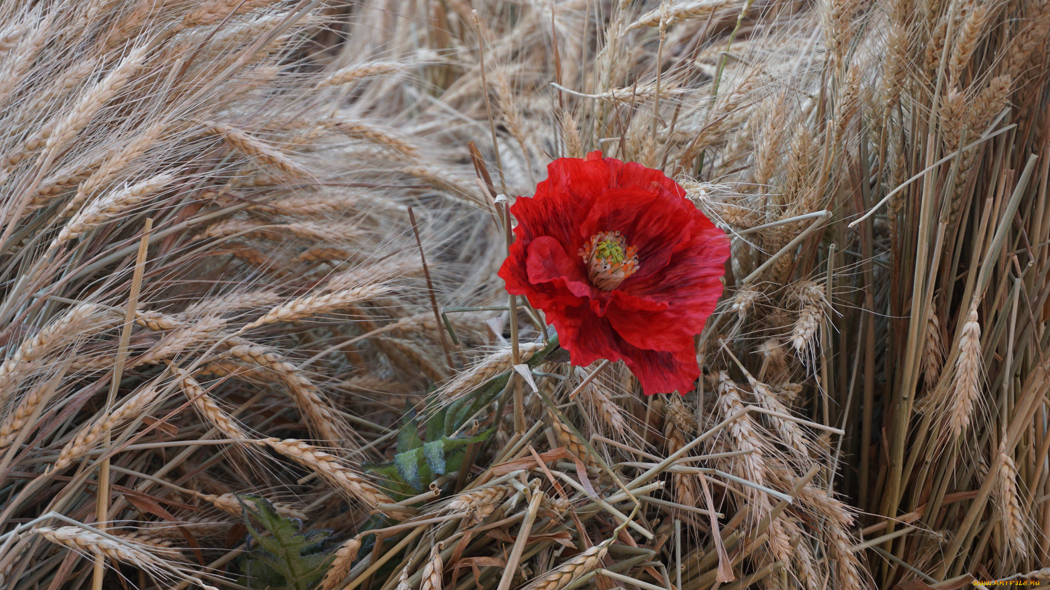 цветы, маки, мак, лето, цвет, цветение, цветок
