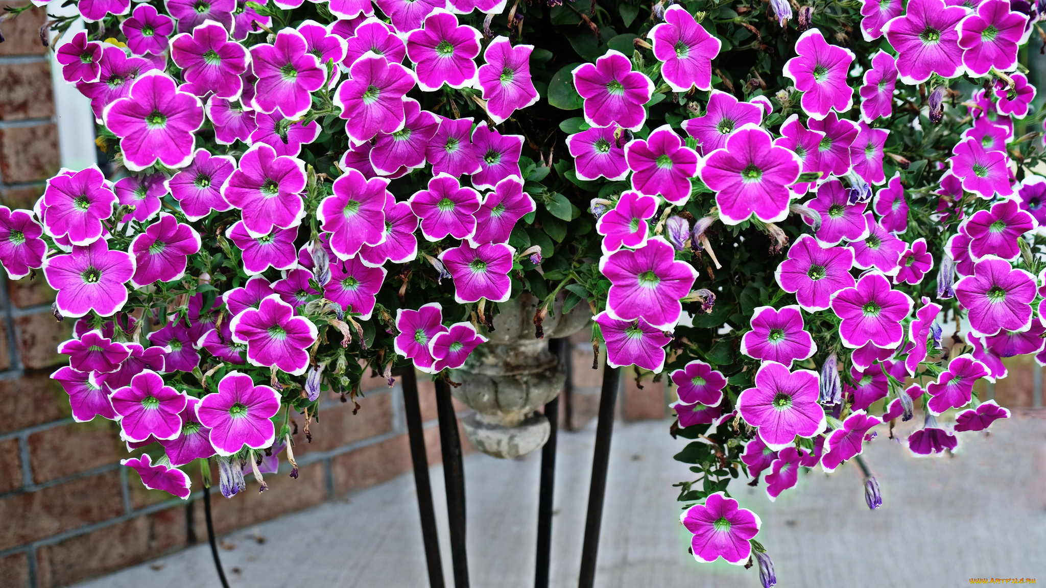 цветы, петунии, , калибрахоа, цветки, кус, цветение, петуния