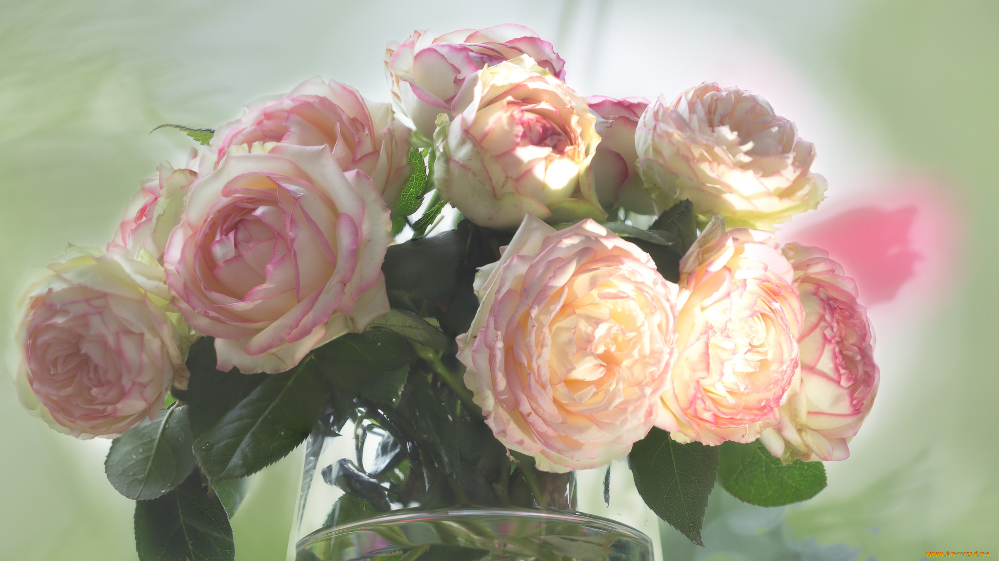 цветы, розы, листья, бутон, роза, blossoms, leaves, petals, bud, rose, цветение, лепестки