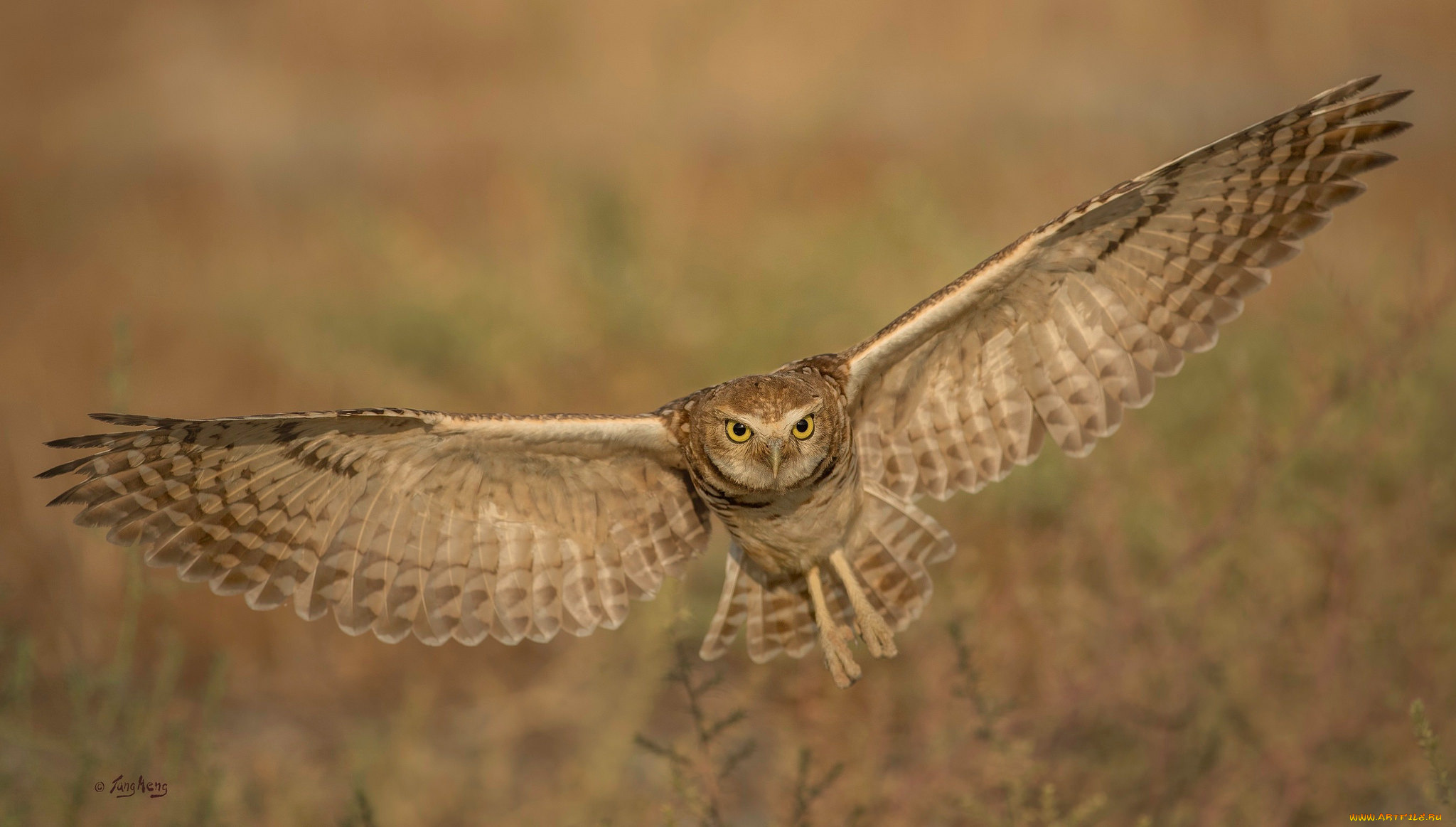 животные, совы, птица, окрас, перья, клюв