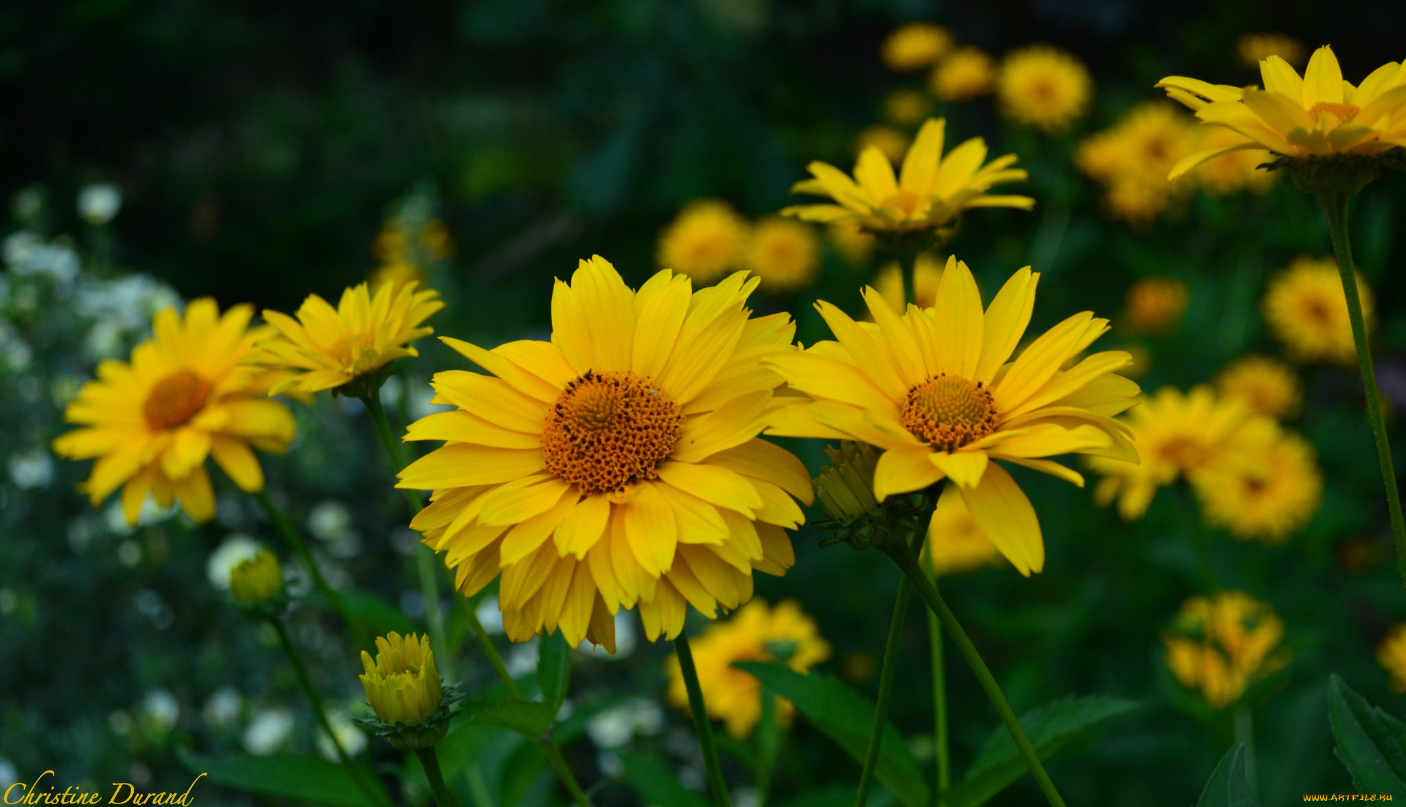 цветы, лето, цветение, листья, лепестки, желтый