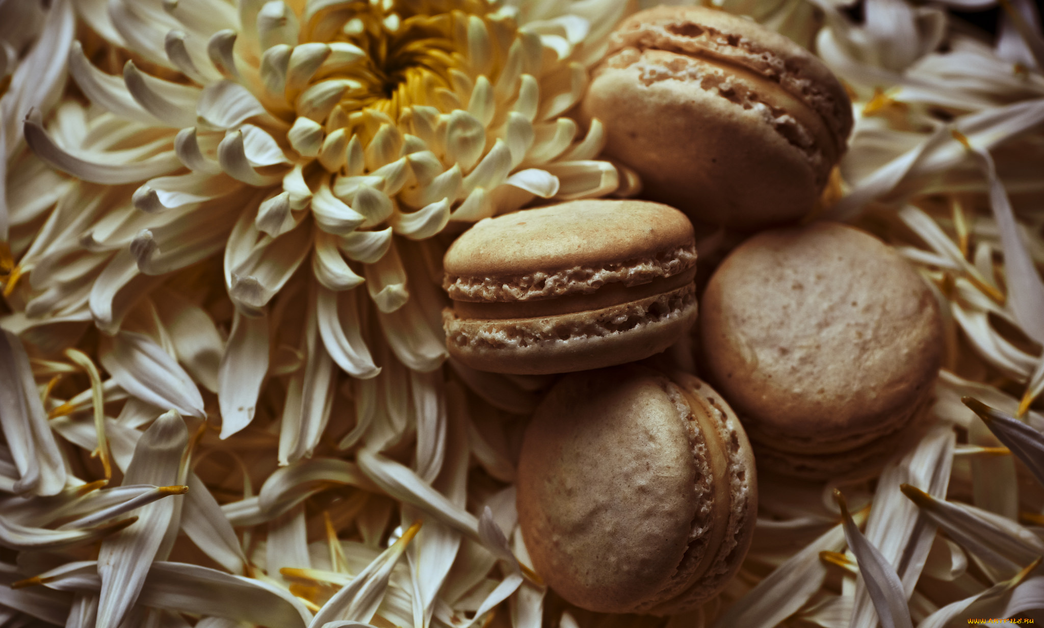 еда, макаруны, лепестки, цветы, печенье