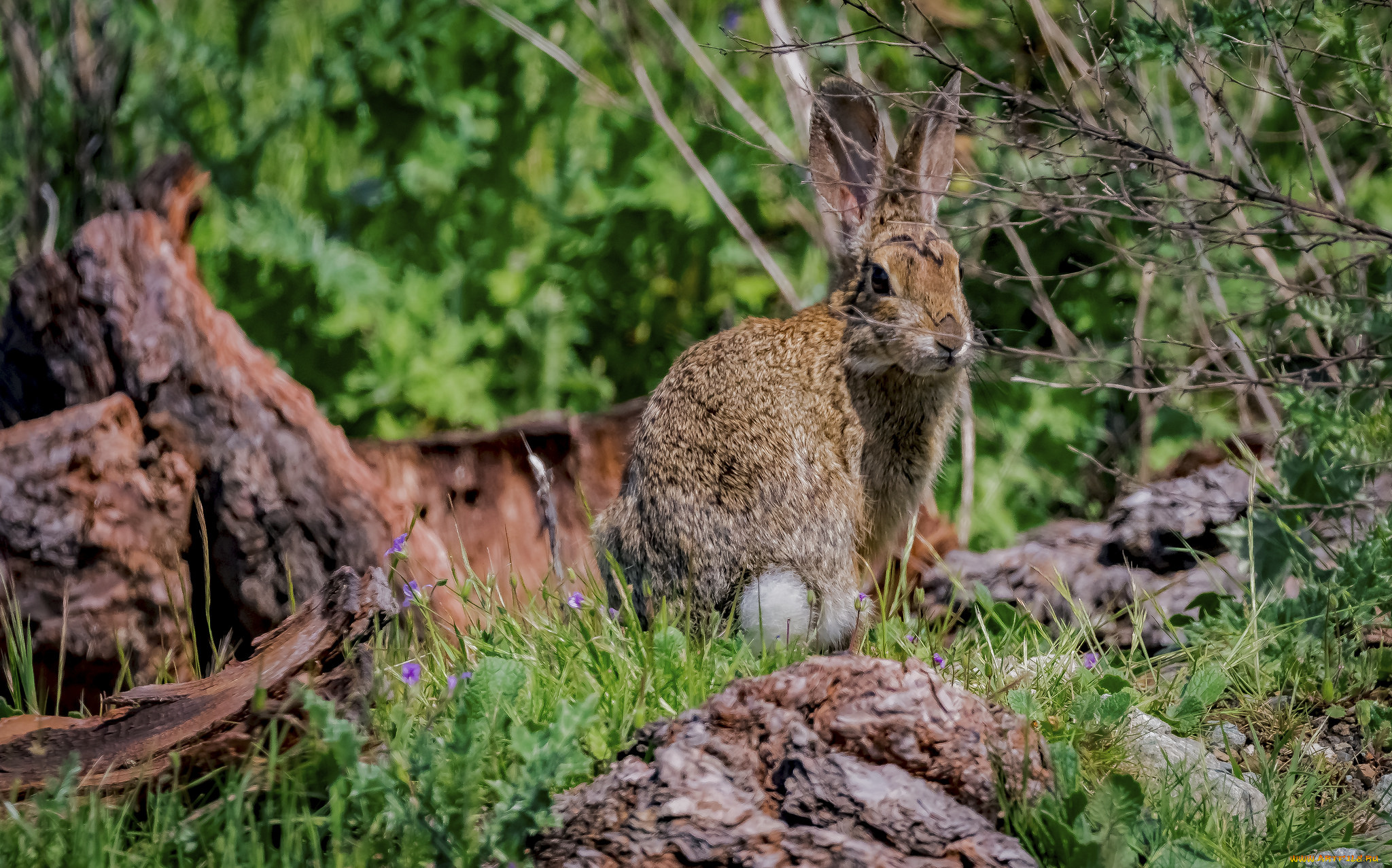 животные, кролики, , зайцы, ушастый