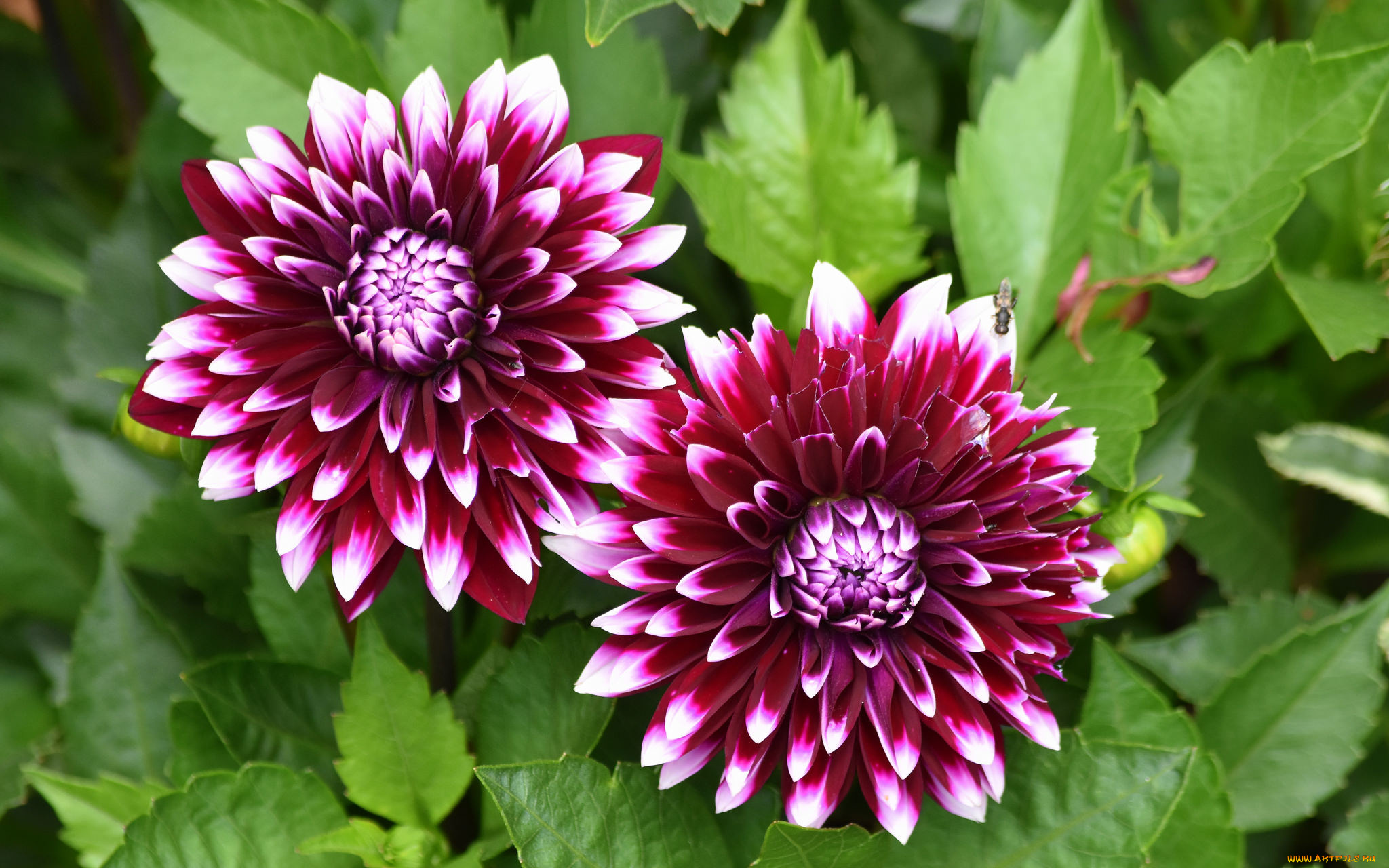 цветы, георгины, осень, бутоны, цветение, лепестки, георгин