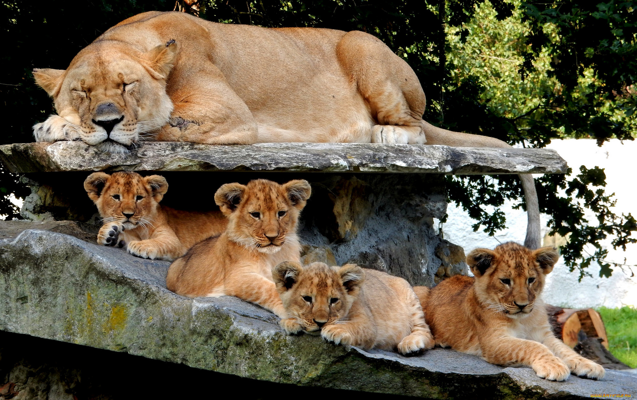 животные, львы, хищник