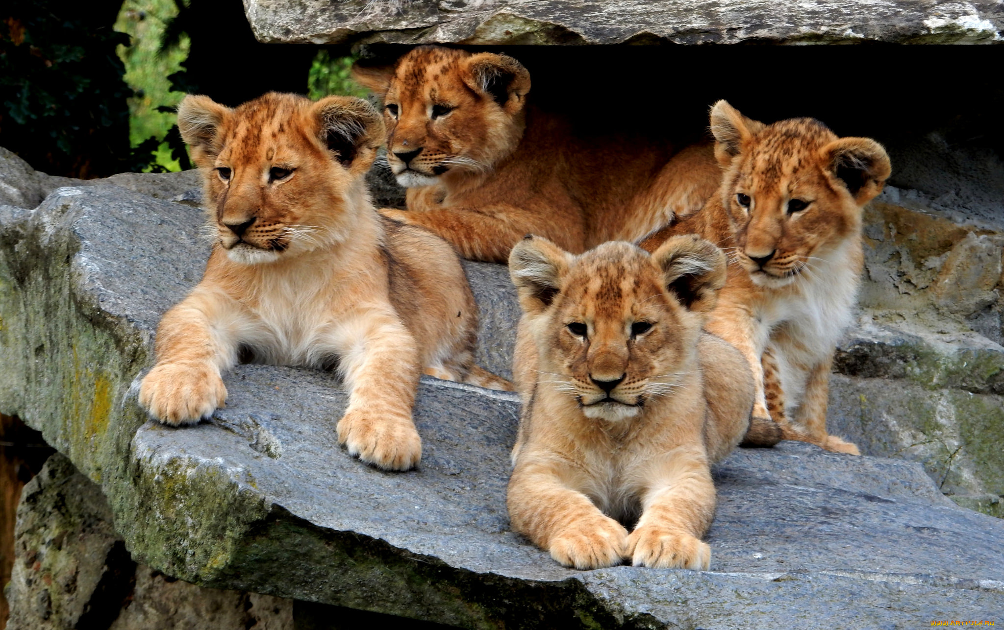 животные, львы, хищник