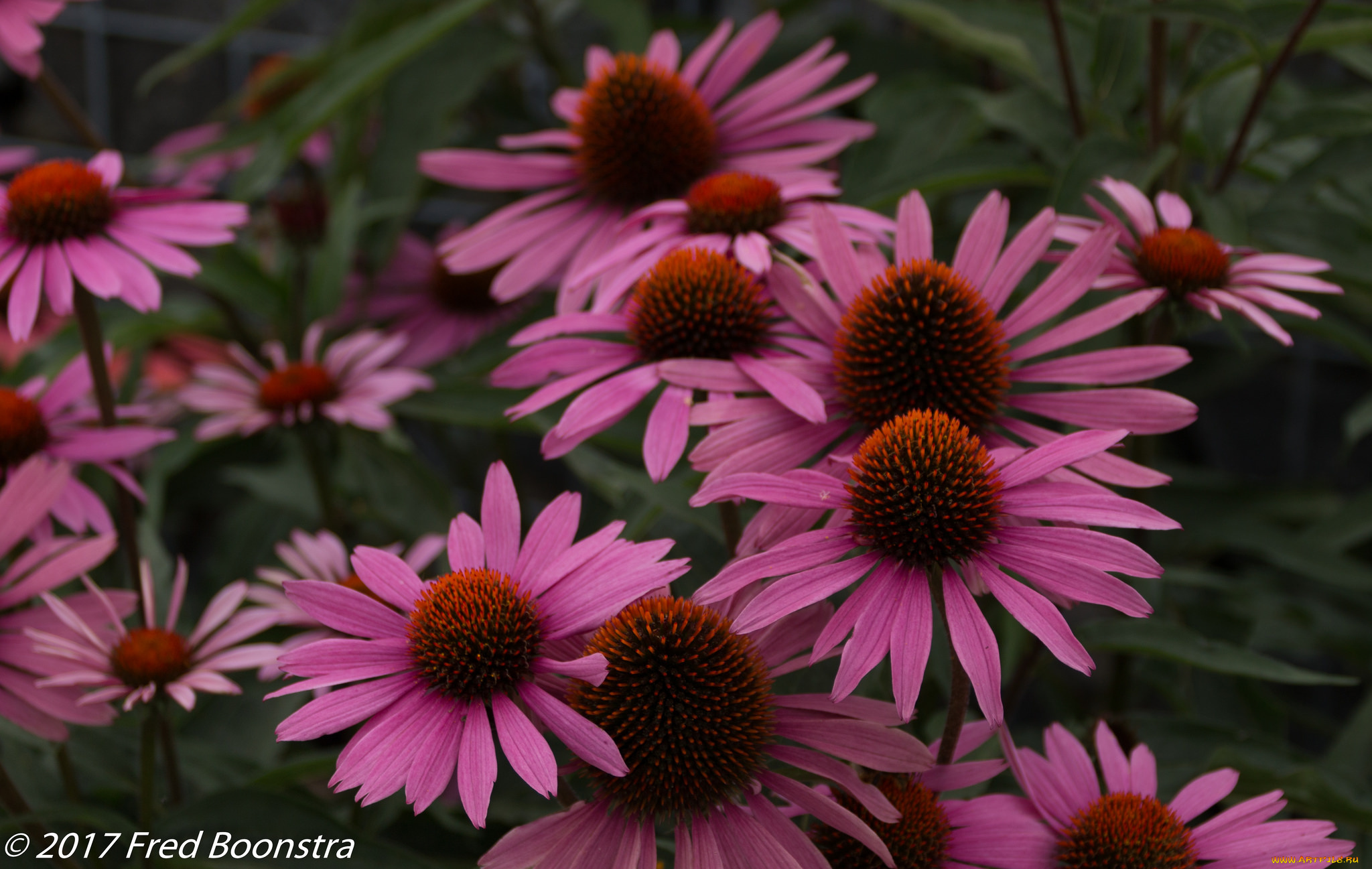 цветы, эхинацея, розовый, лепестки, цветение