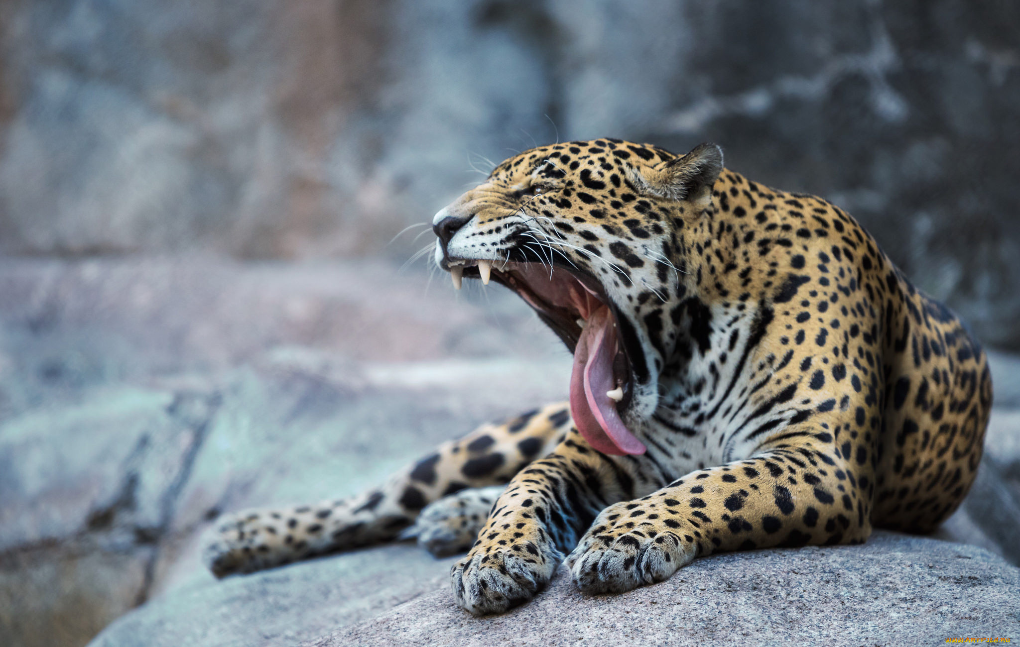 животные, леопарды, хищник