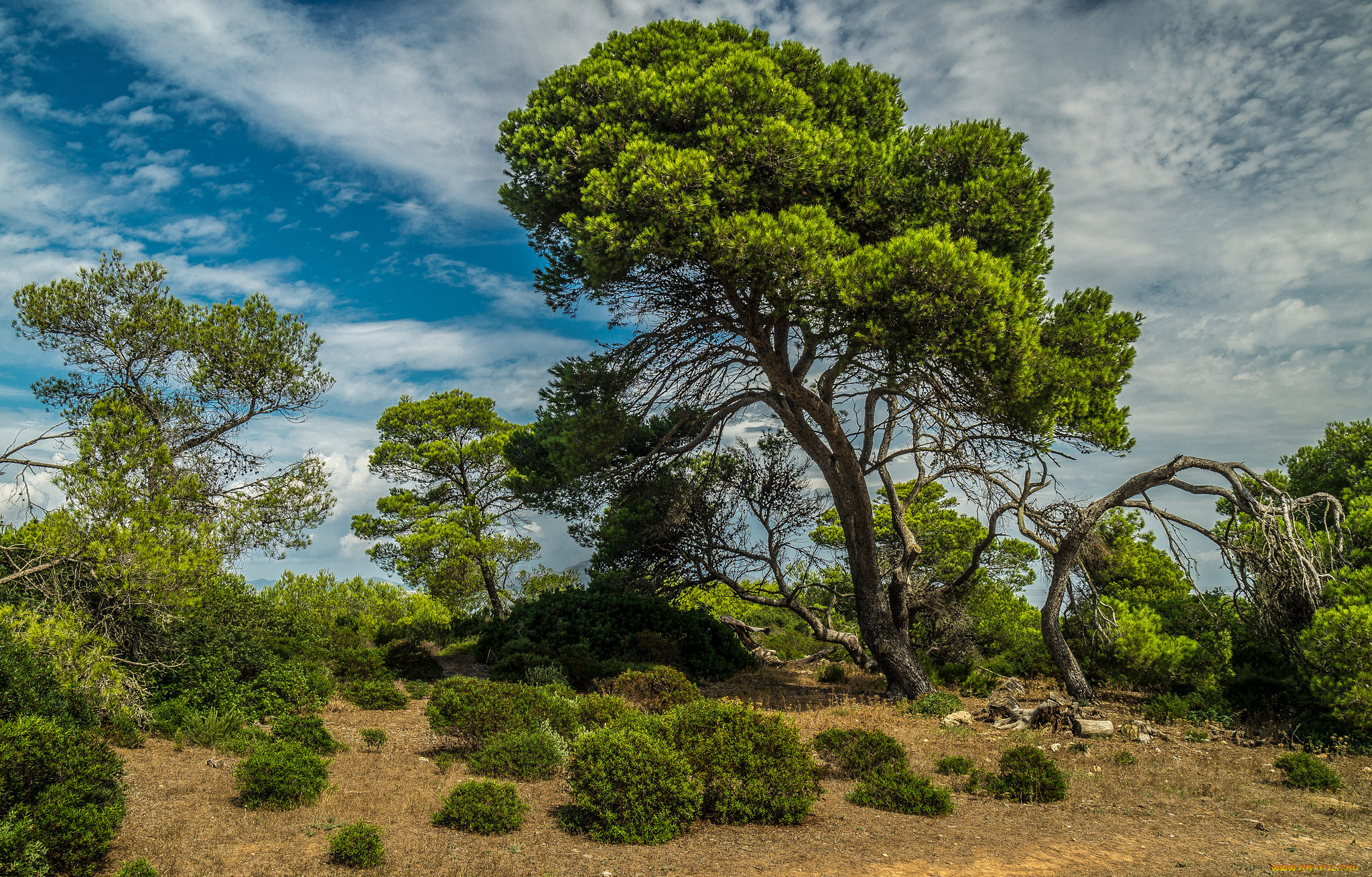 природа, деревья, простор