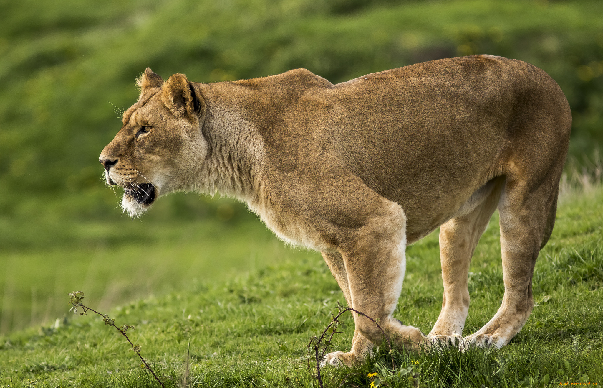 животные, львы, хищник