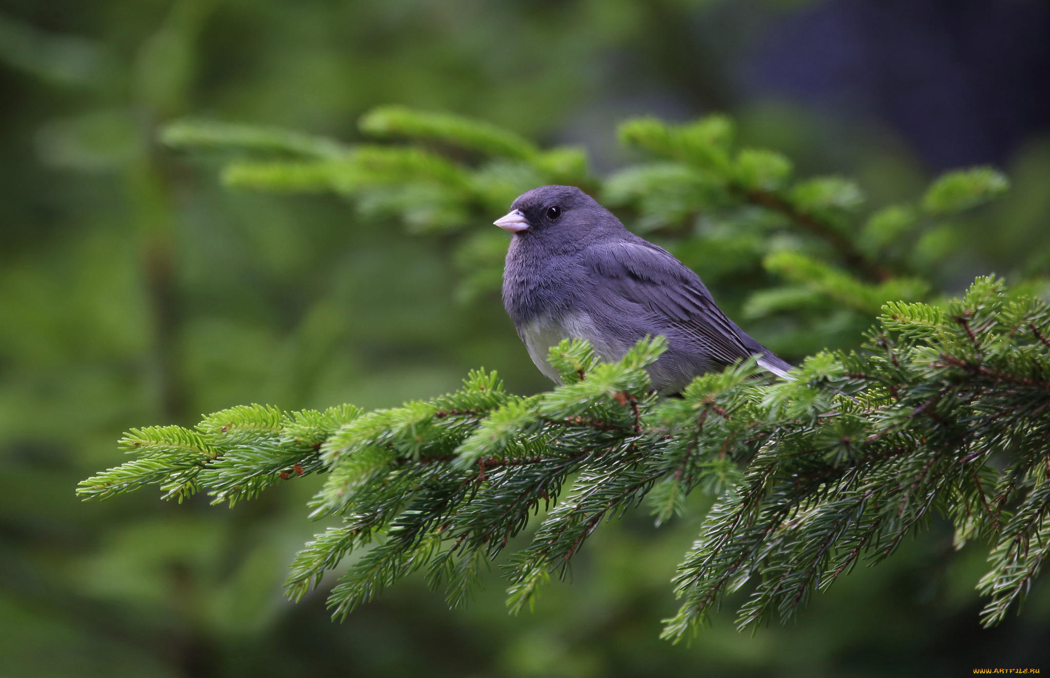 животные, птицы, окрас, перья, птица, лапки, клюв