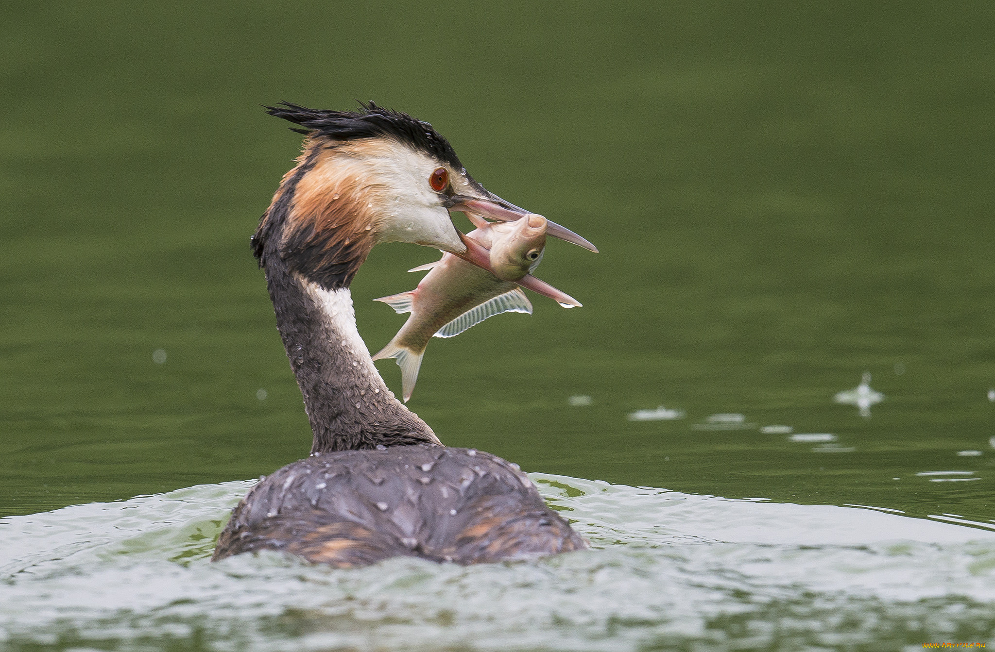 животные, Чомги, , поганки, чемга, рыба, улов, вода