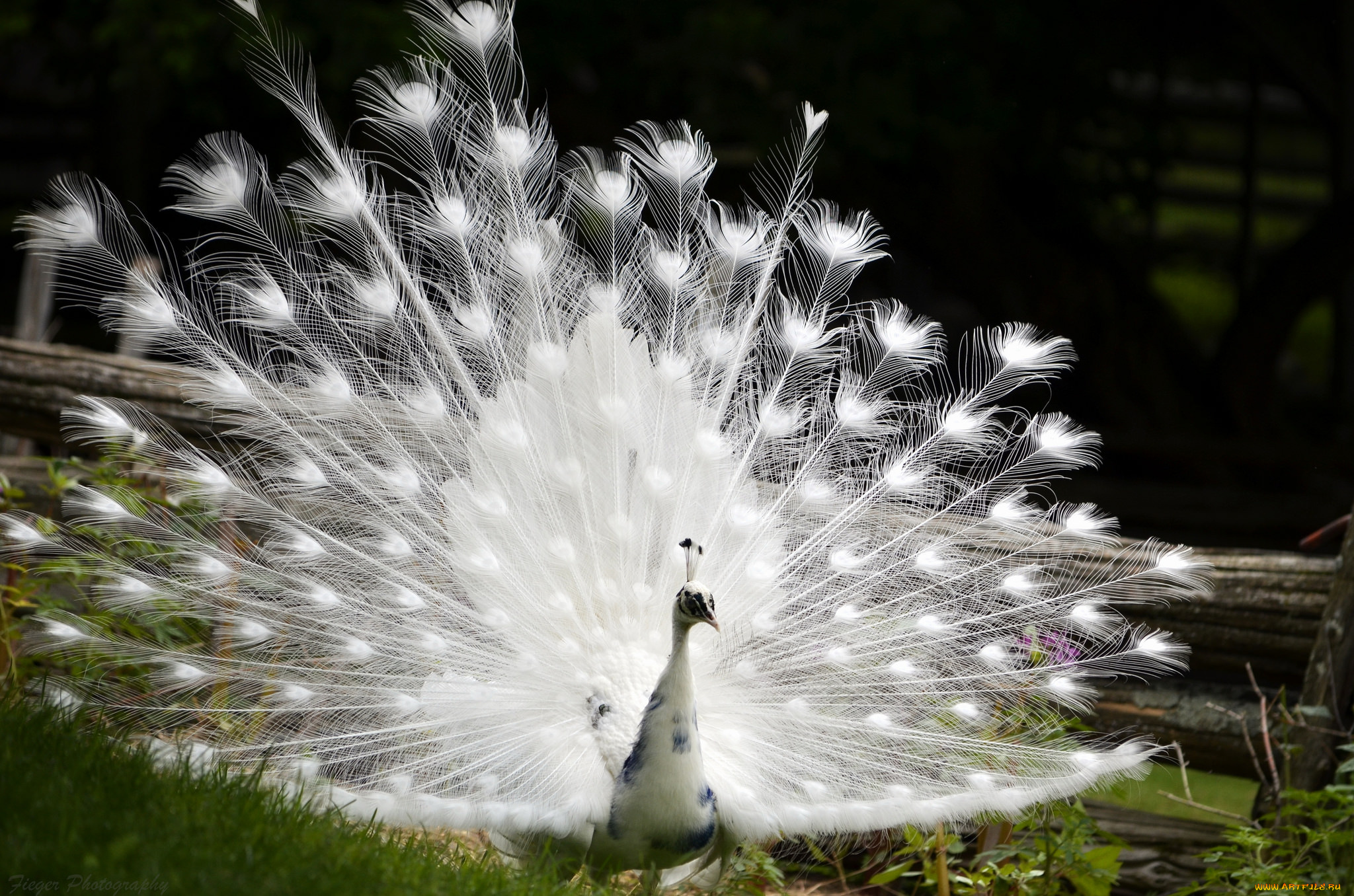 животные, павлины, павлин, хвост, перья, окрас, птица