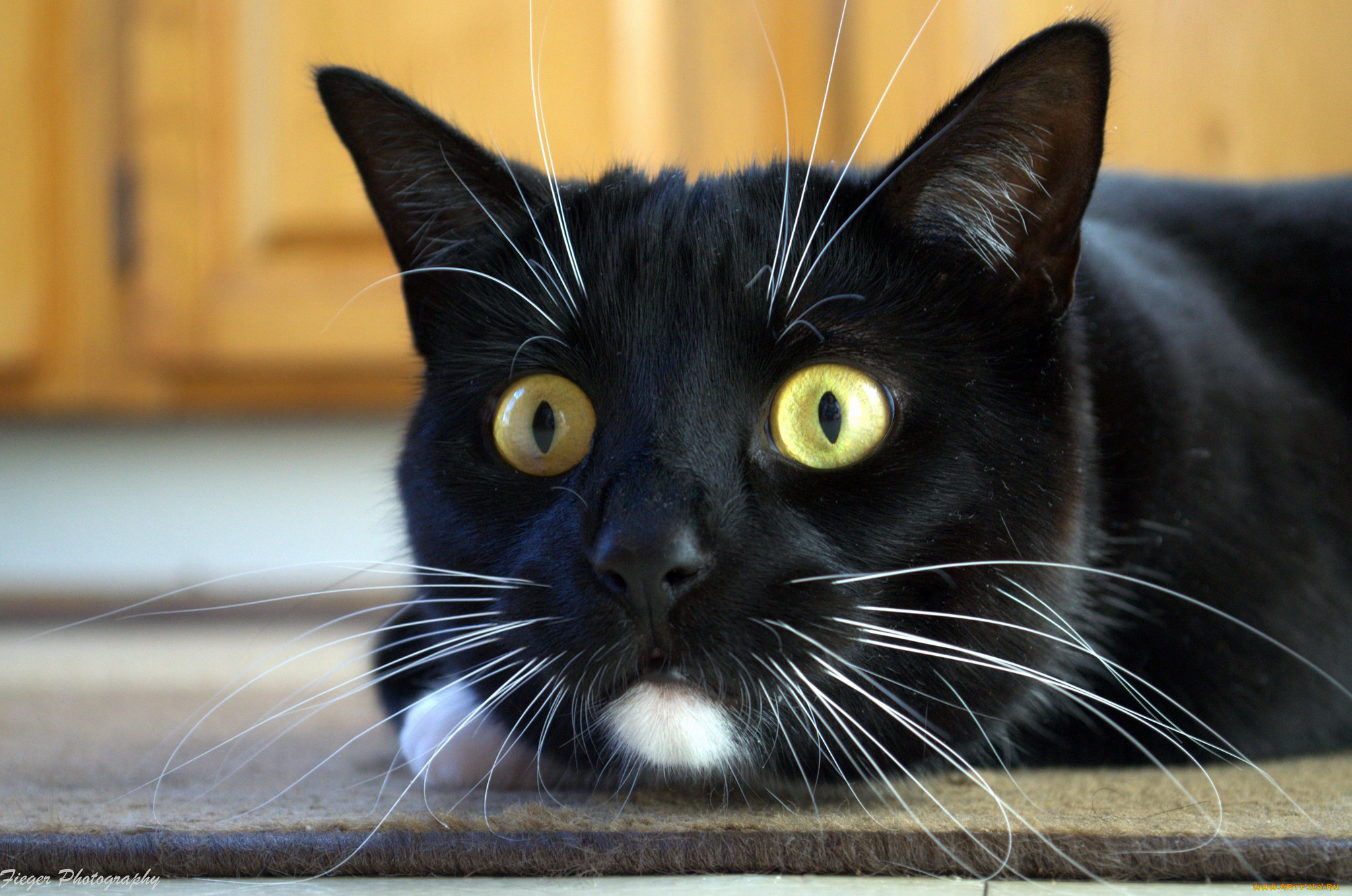 животные, коты, киса