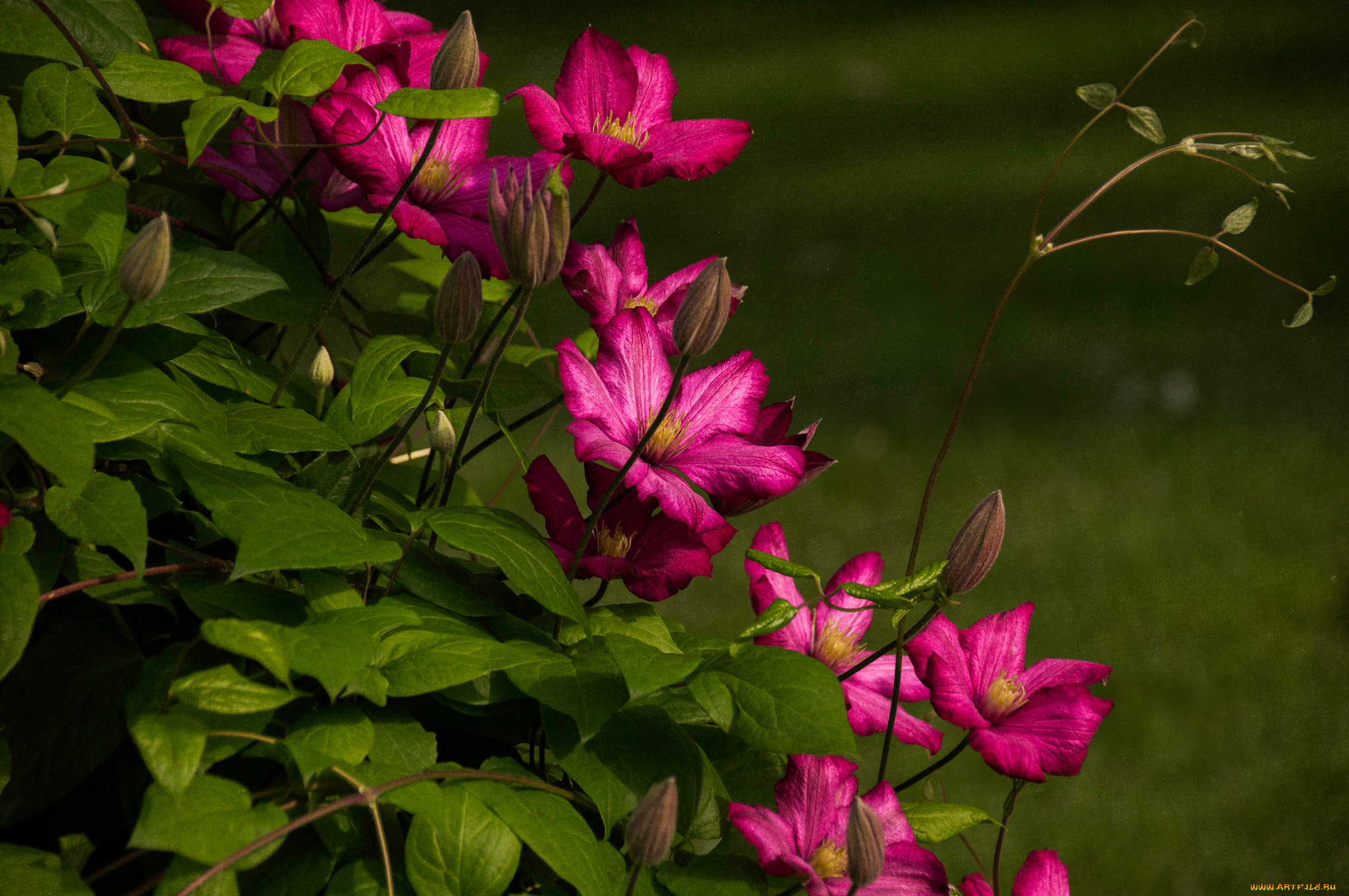 цветы, клематис, , ломонос, листья, куст, цветение, клематис