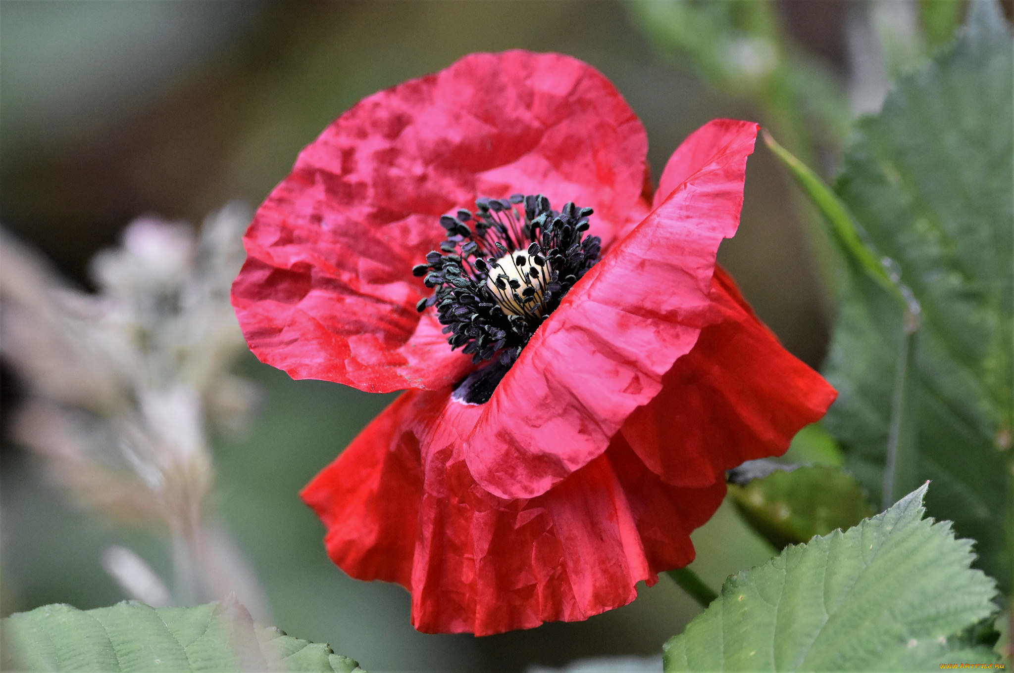 цветы, маки, мак, цветок, цветение, лето
