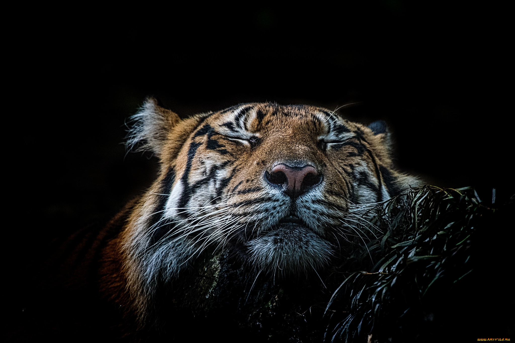 животные, тигры, хищник