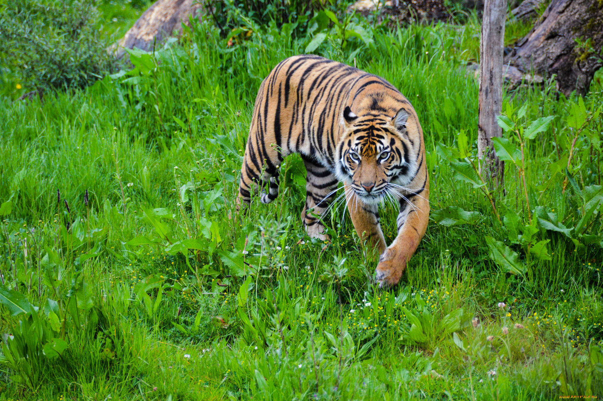 животные, тигры, хищник