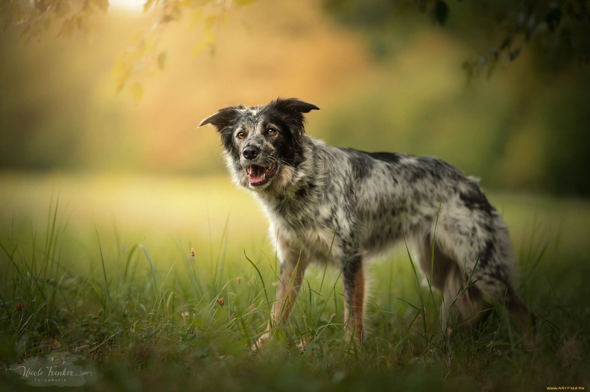 животные, собаки, собака, прогулка, трава, природа