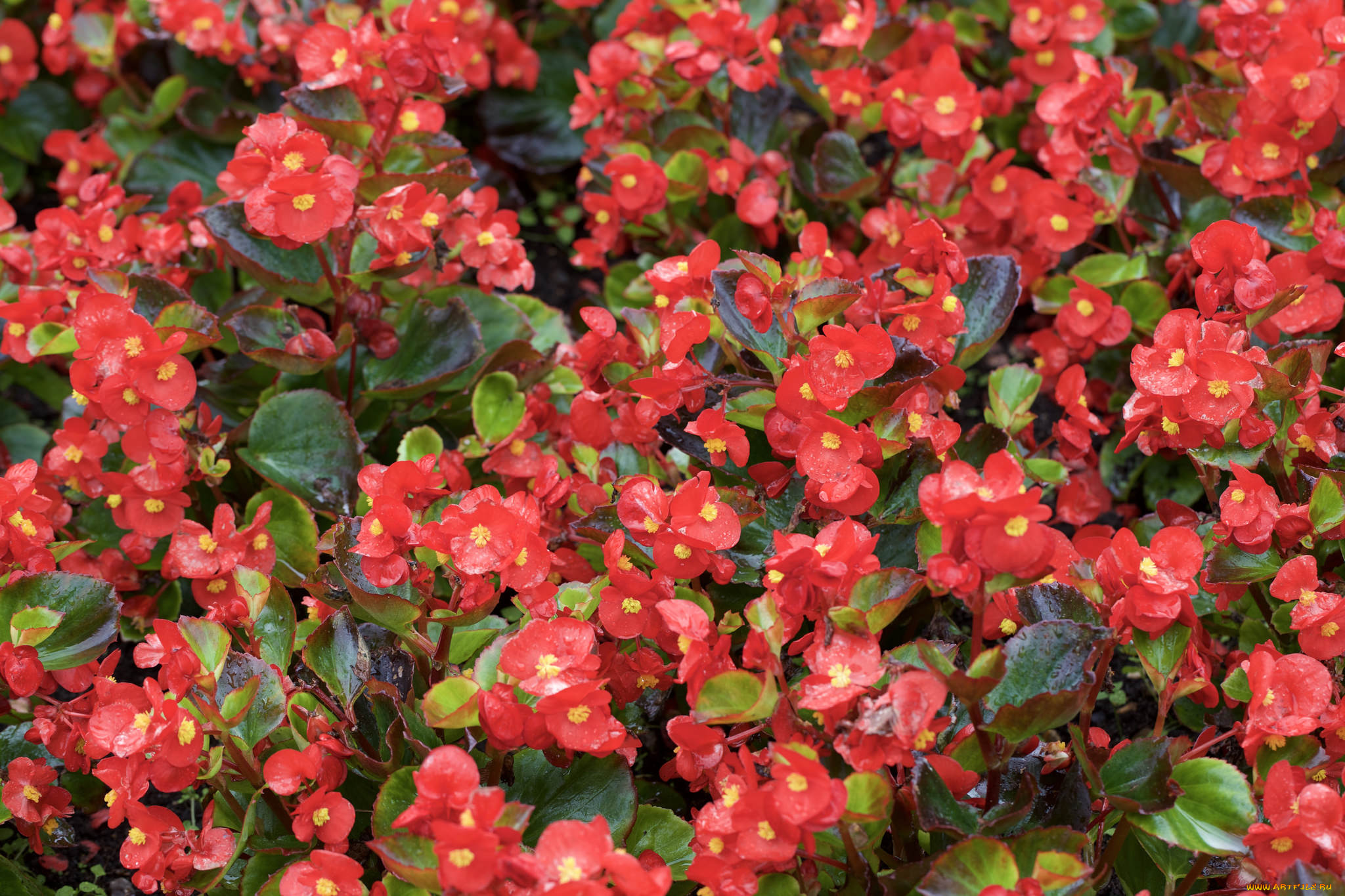 цветы, бегония, листья, лепестки, кустики, розовый, лето, цветение