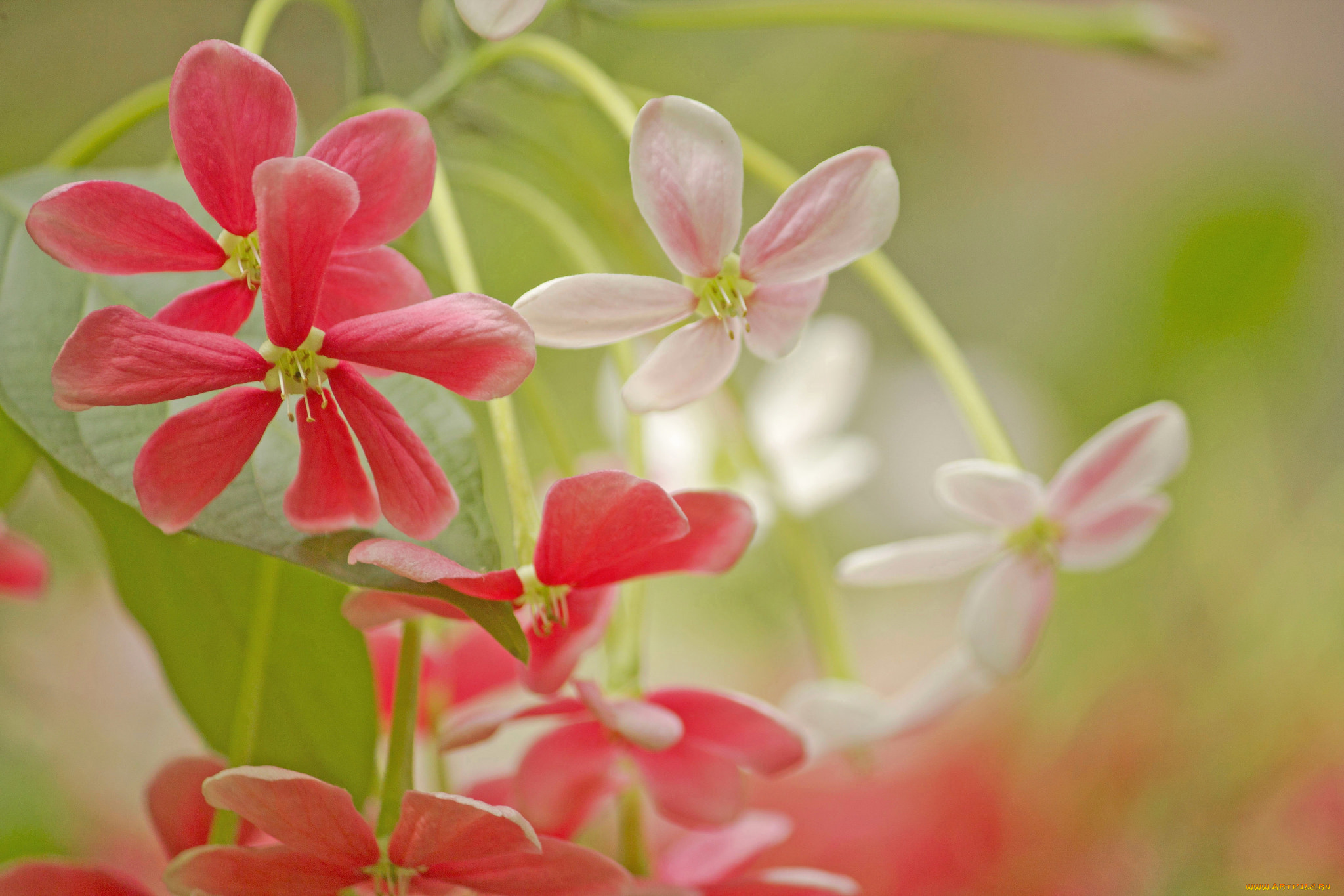 цветы, цветение, розово-красный, цветок, лепестки