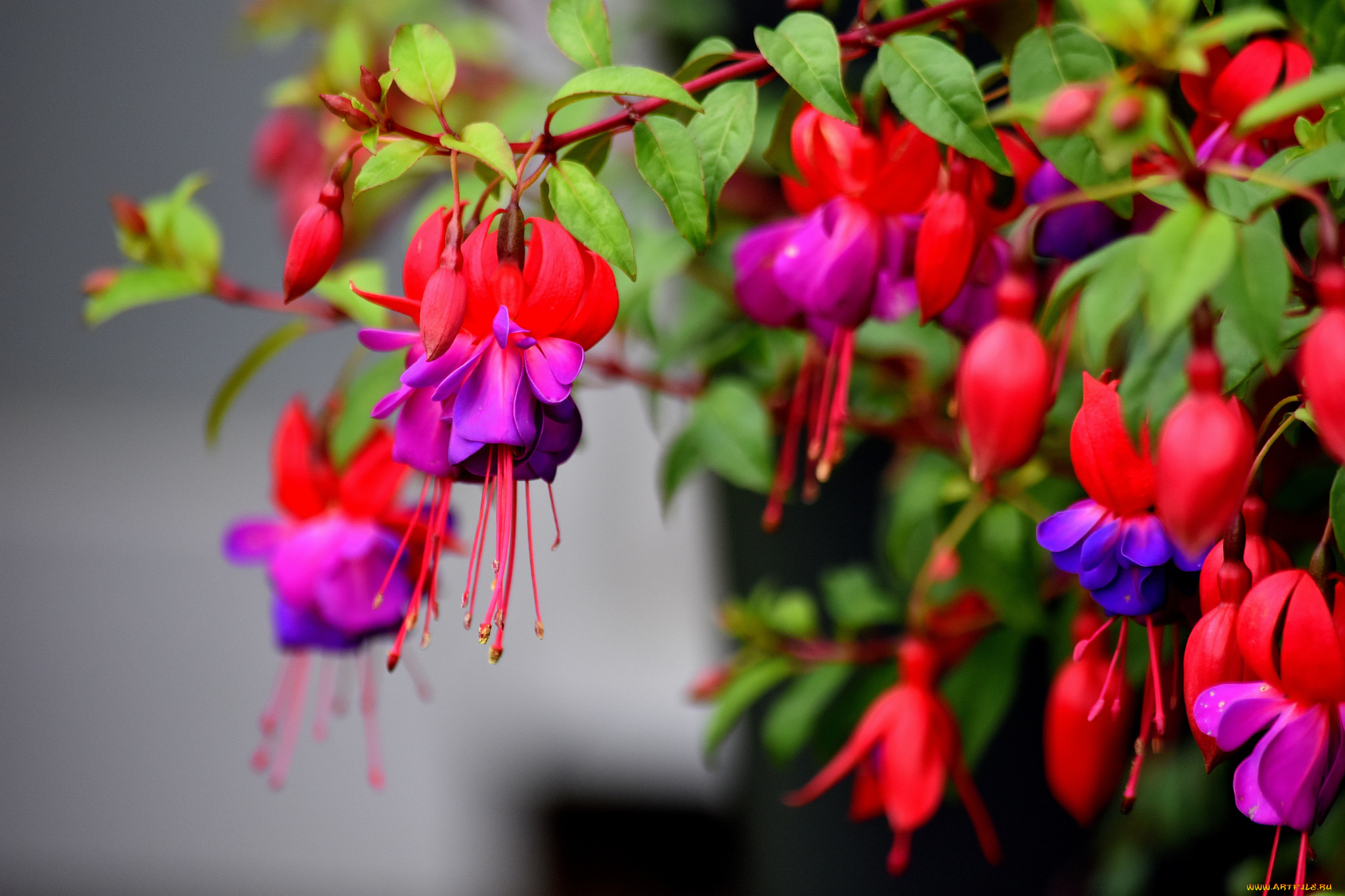 цветы, фуксия, тычинки, цветение, разбитое, сердце