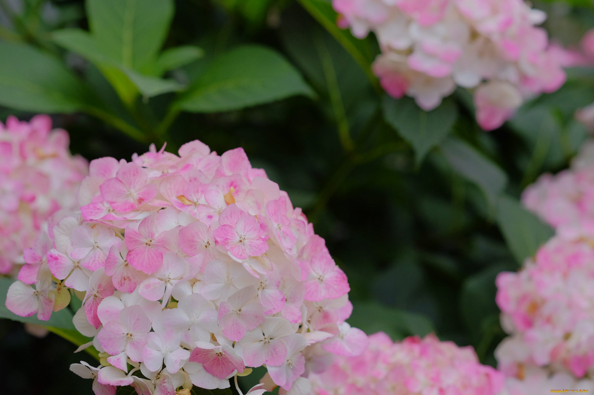 цветы, гортензия, цветение, куст