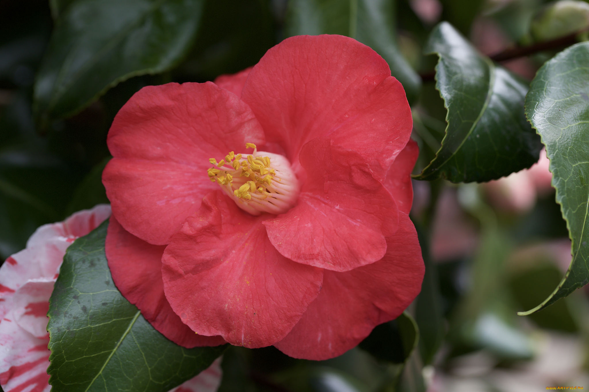 цветы, камелии, камелия, листья, кустарник, цветение, бутон