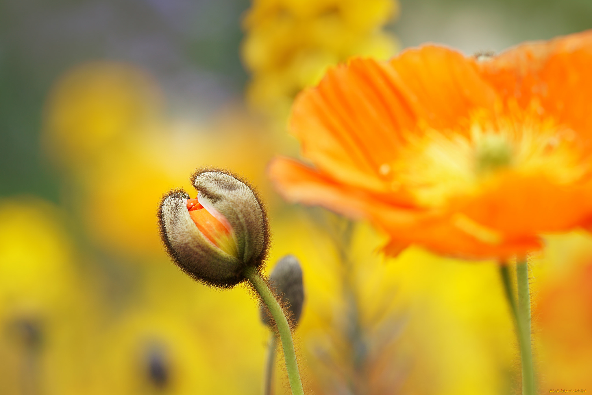 цветы, маки, мак, цветок, цветение, цвет, лето