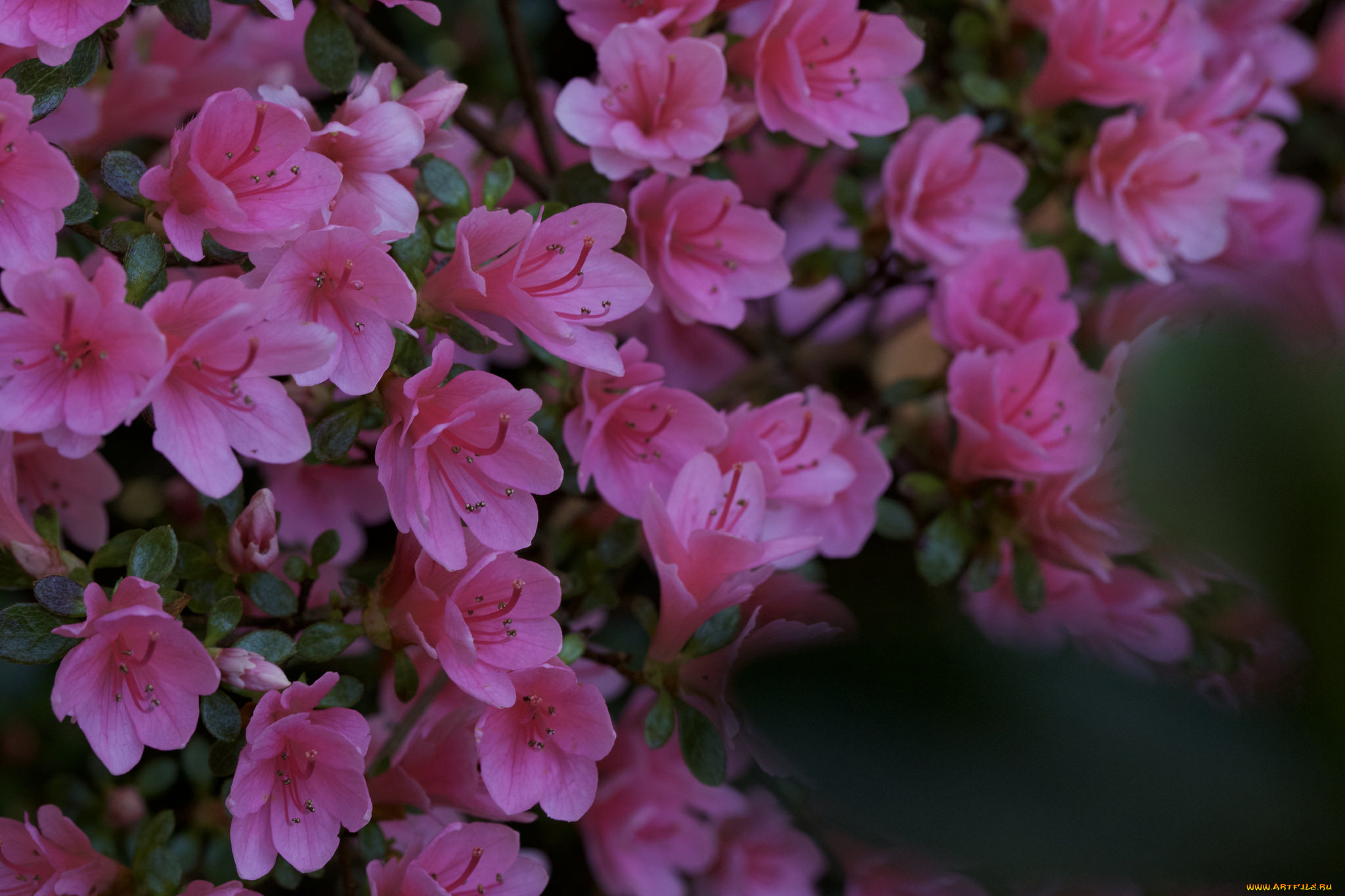 цветы, рододендроны, , азалии, азалия, листья, ветка