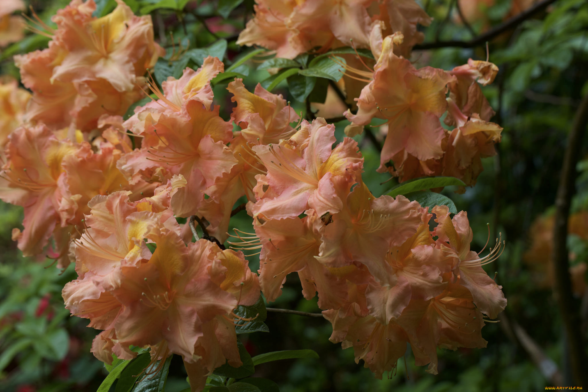 цветы, рододендроны, , азалии, азалия, ветка, листья