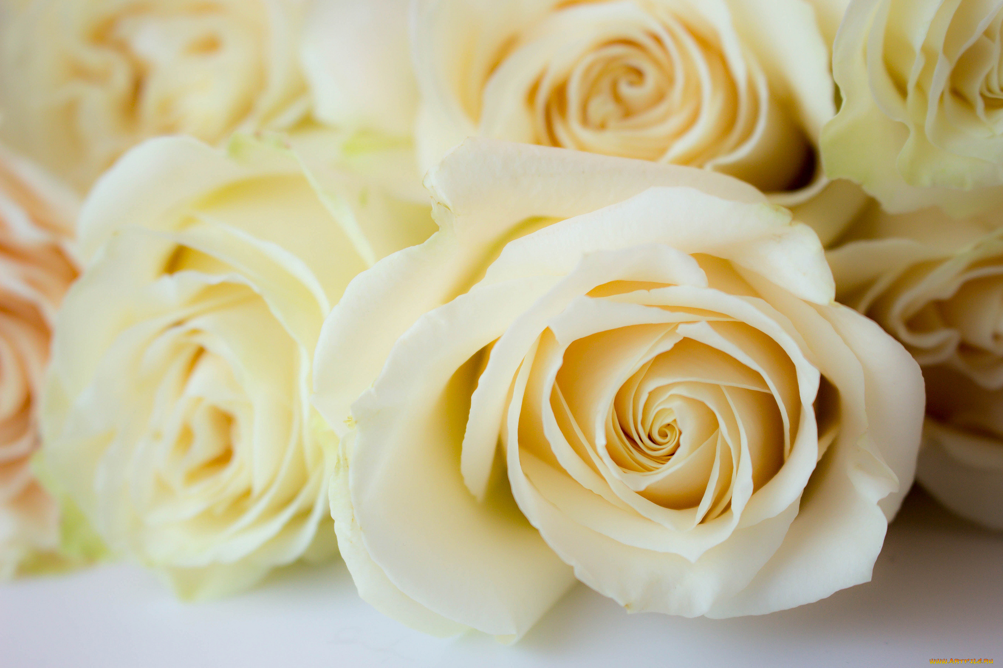 цветы, розы, роза, бутон, лепестки, листья, цветение, rose, bud, petals, leaves, blossoms