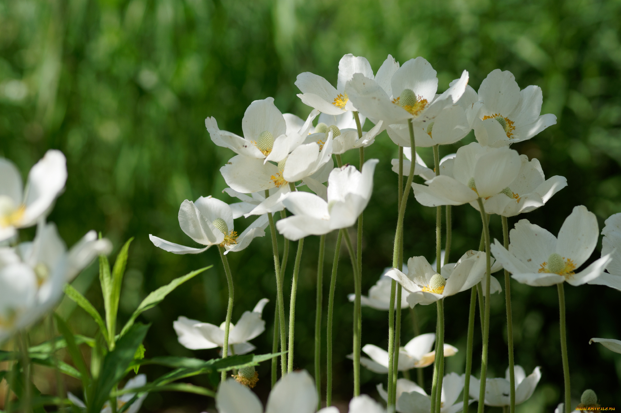 цветы, ветреницы, , печёночницы, цветение, белые, лепестки