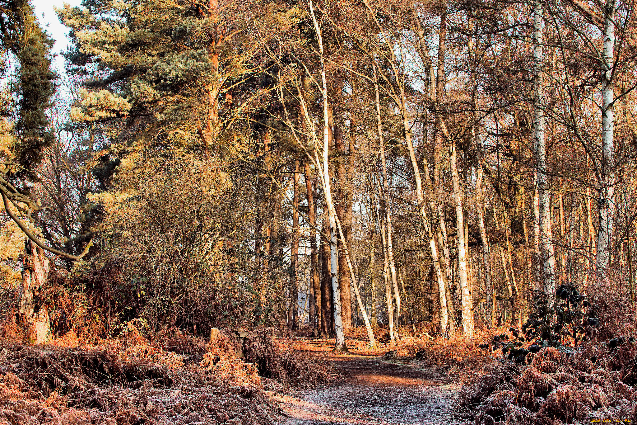 природа, лес, простор