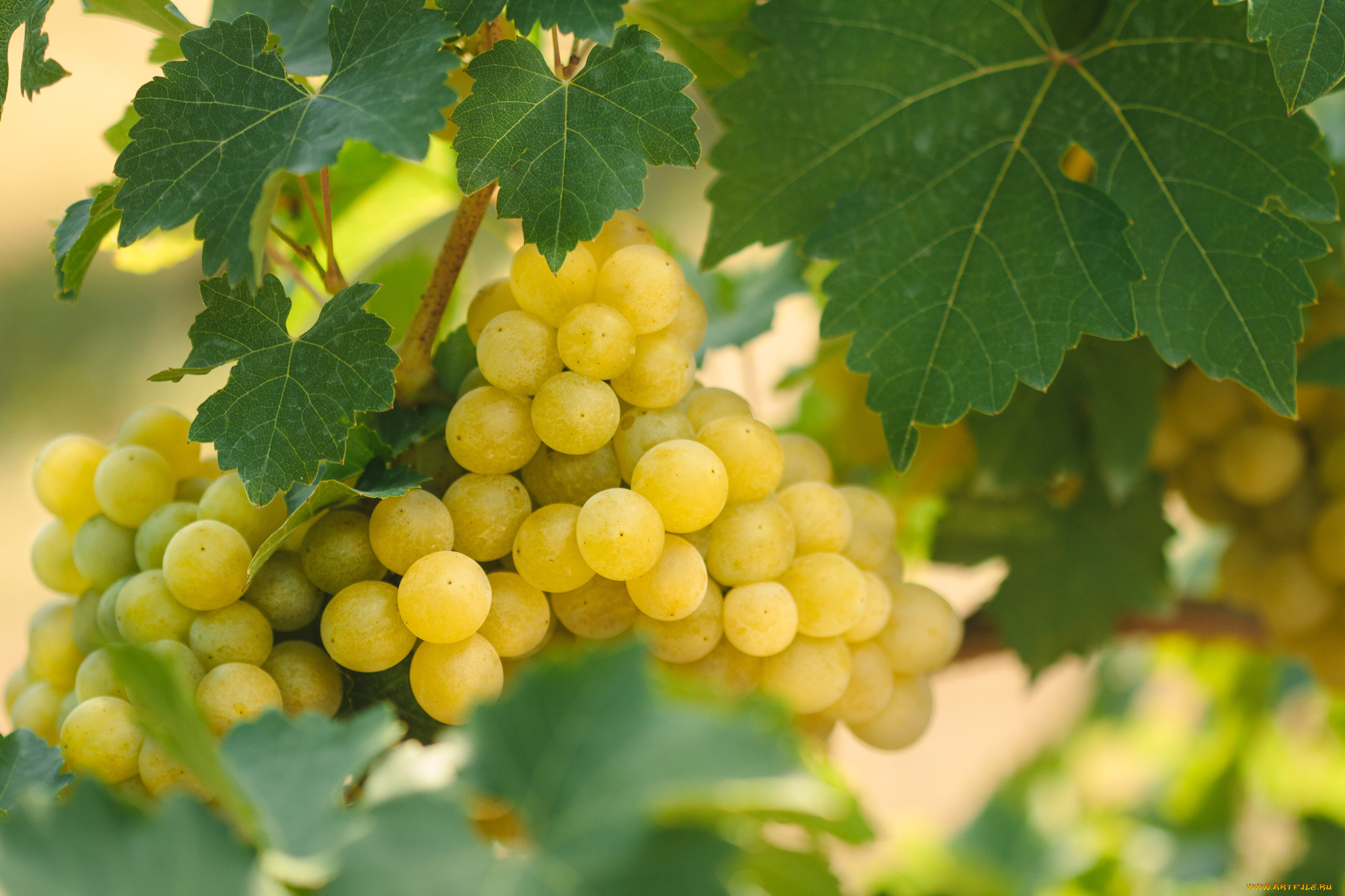 природа, Ягоды, , виноград, куст, виноград, кисти, листья