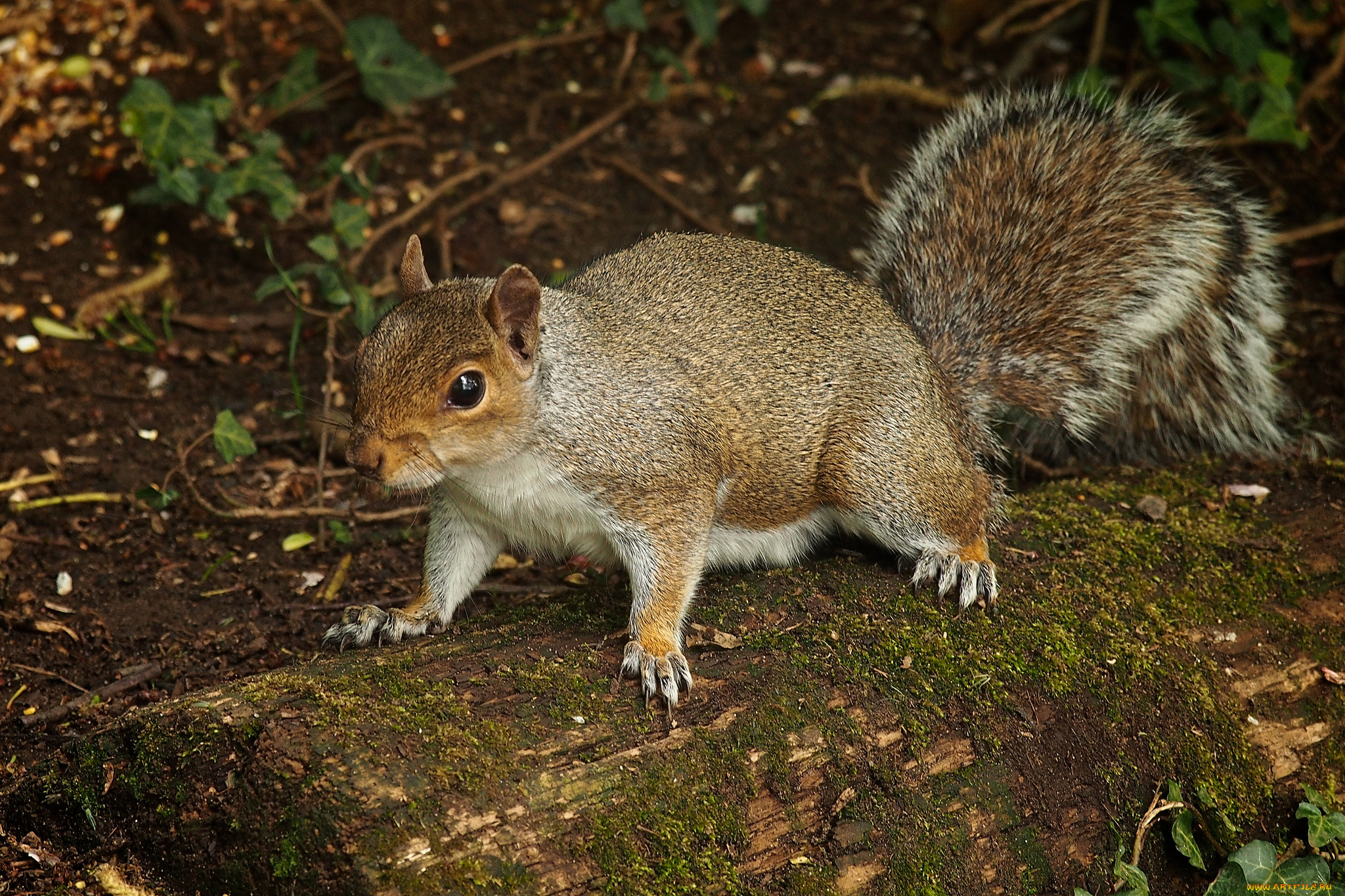 животные, белки, белка