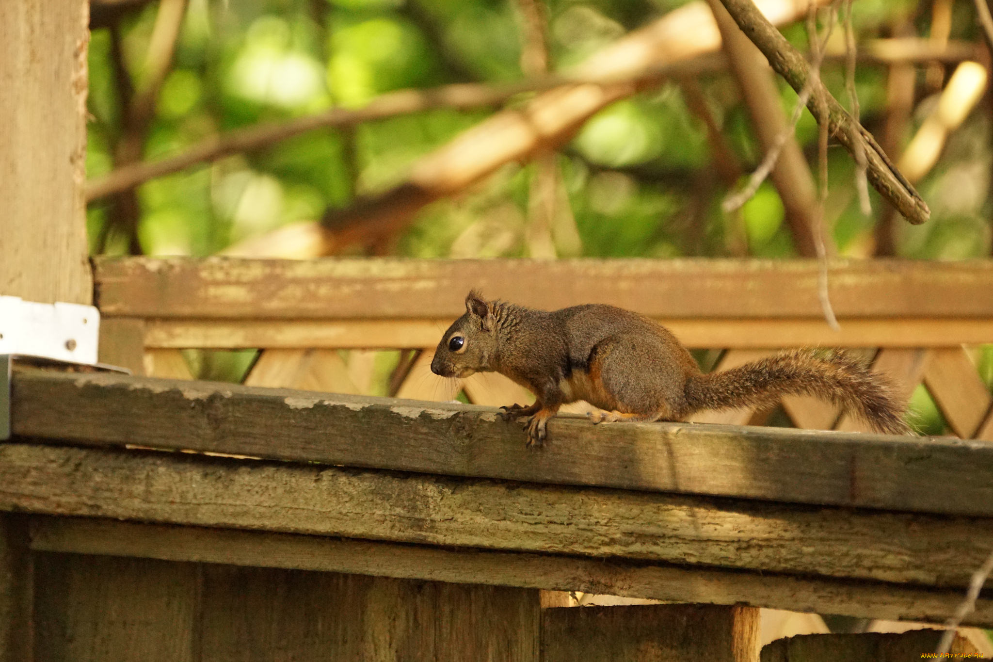 животные, белки, милашка, белка, ушка, лапки, хвостик